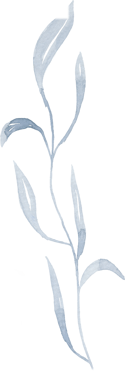 A close-up of a dried, pale blue-green plant or flower with elongated leaves and petals, with a yellow and pink highlighted background.