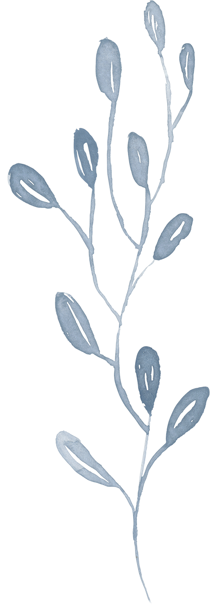 A watercolor-style illustration of a plant with elongated leaves and budding flowers.