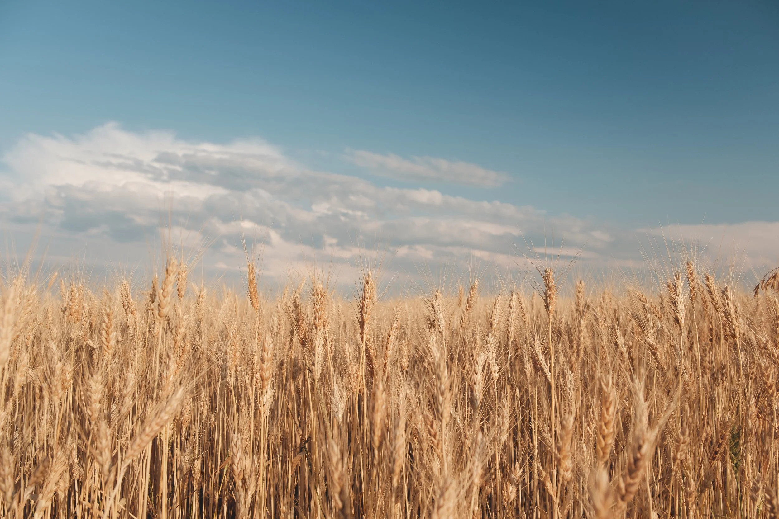 golden-wheat-field.jpg
