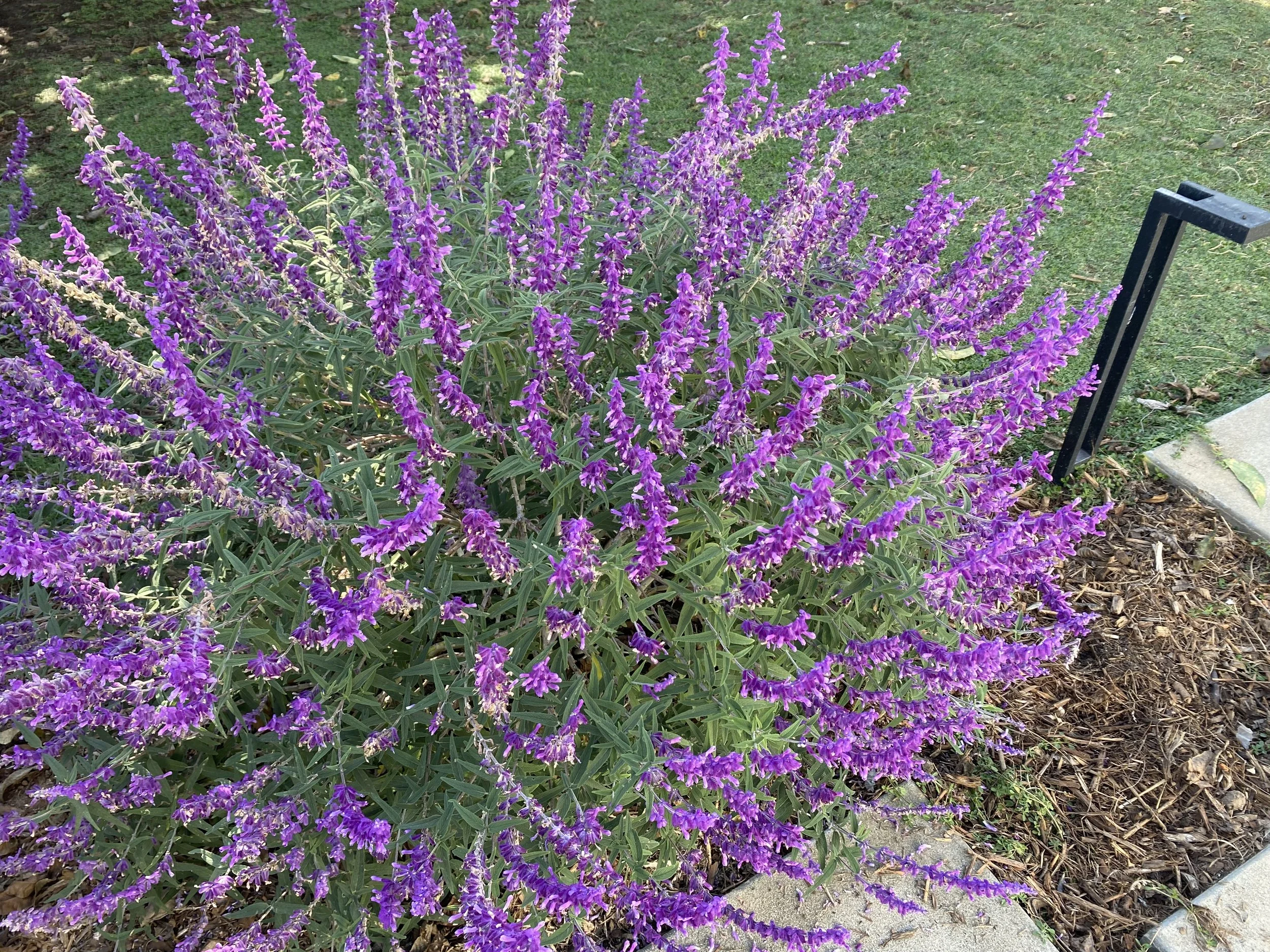 IMG_7129.jpeg
