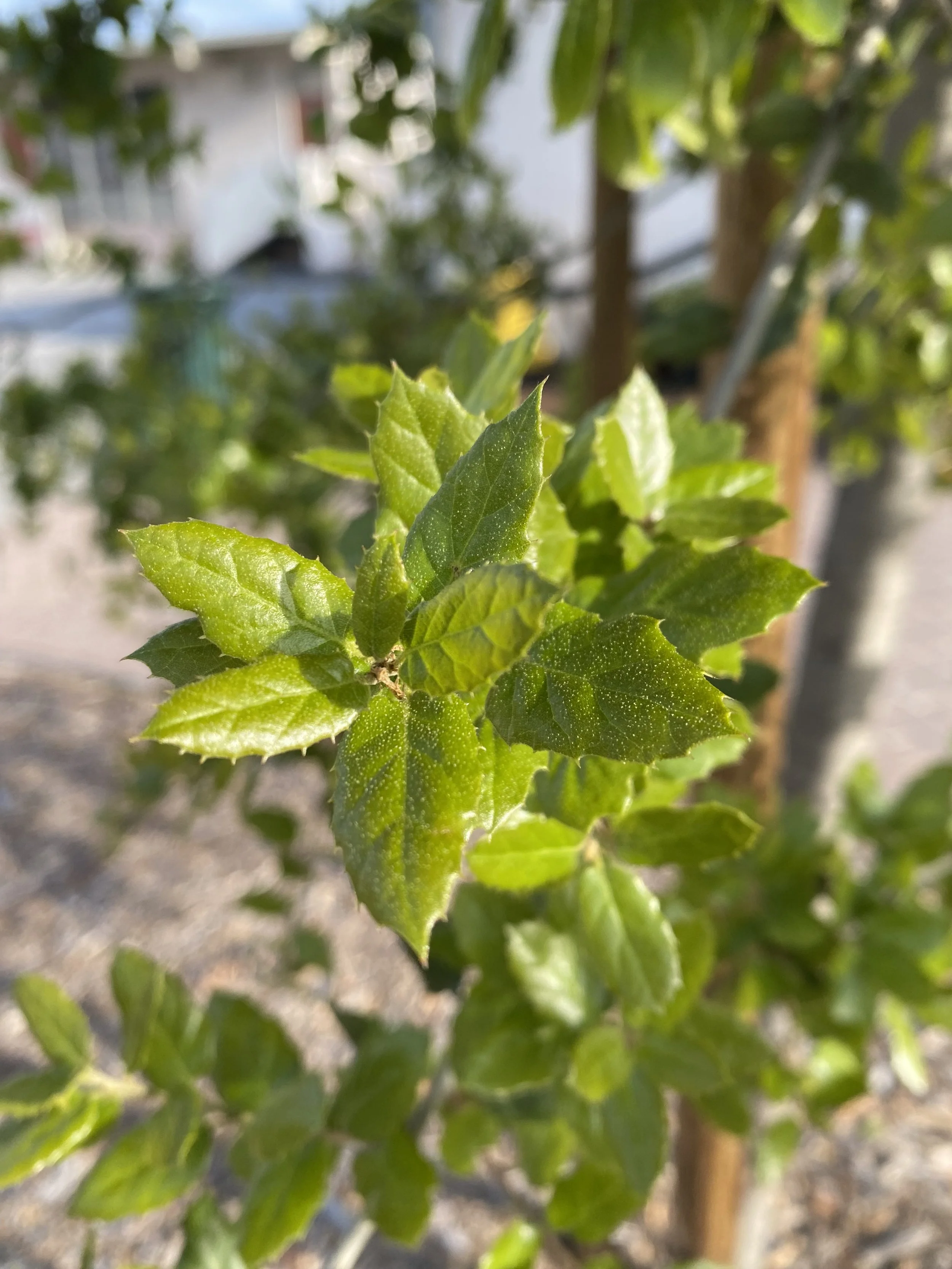 IMG_1606.jpeg