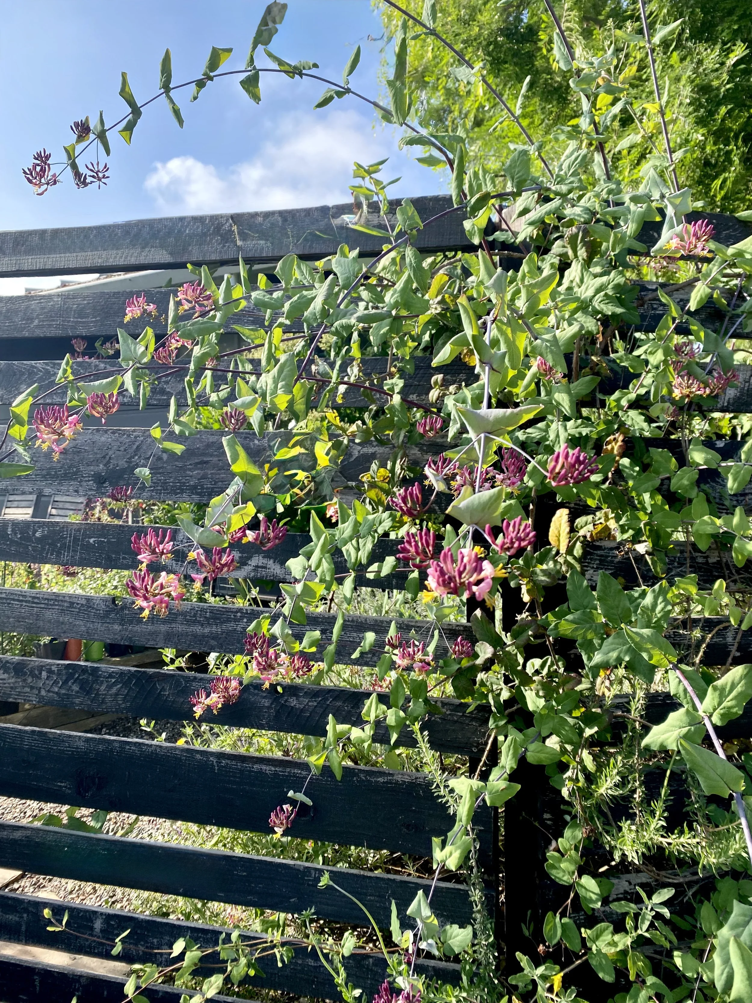 IMG_2357.jpeg