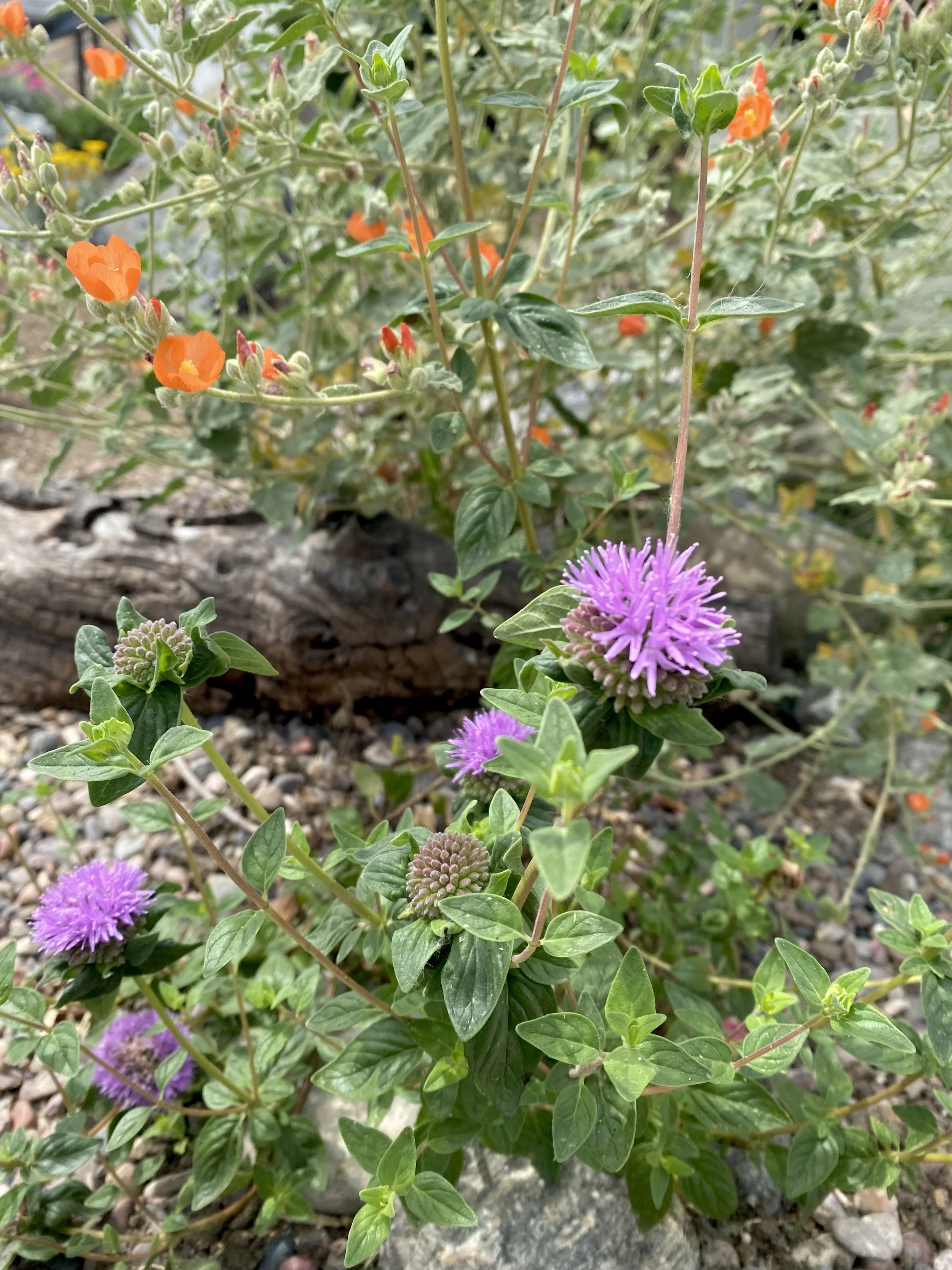 IMG_6434.jpeg
