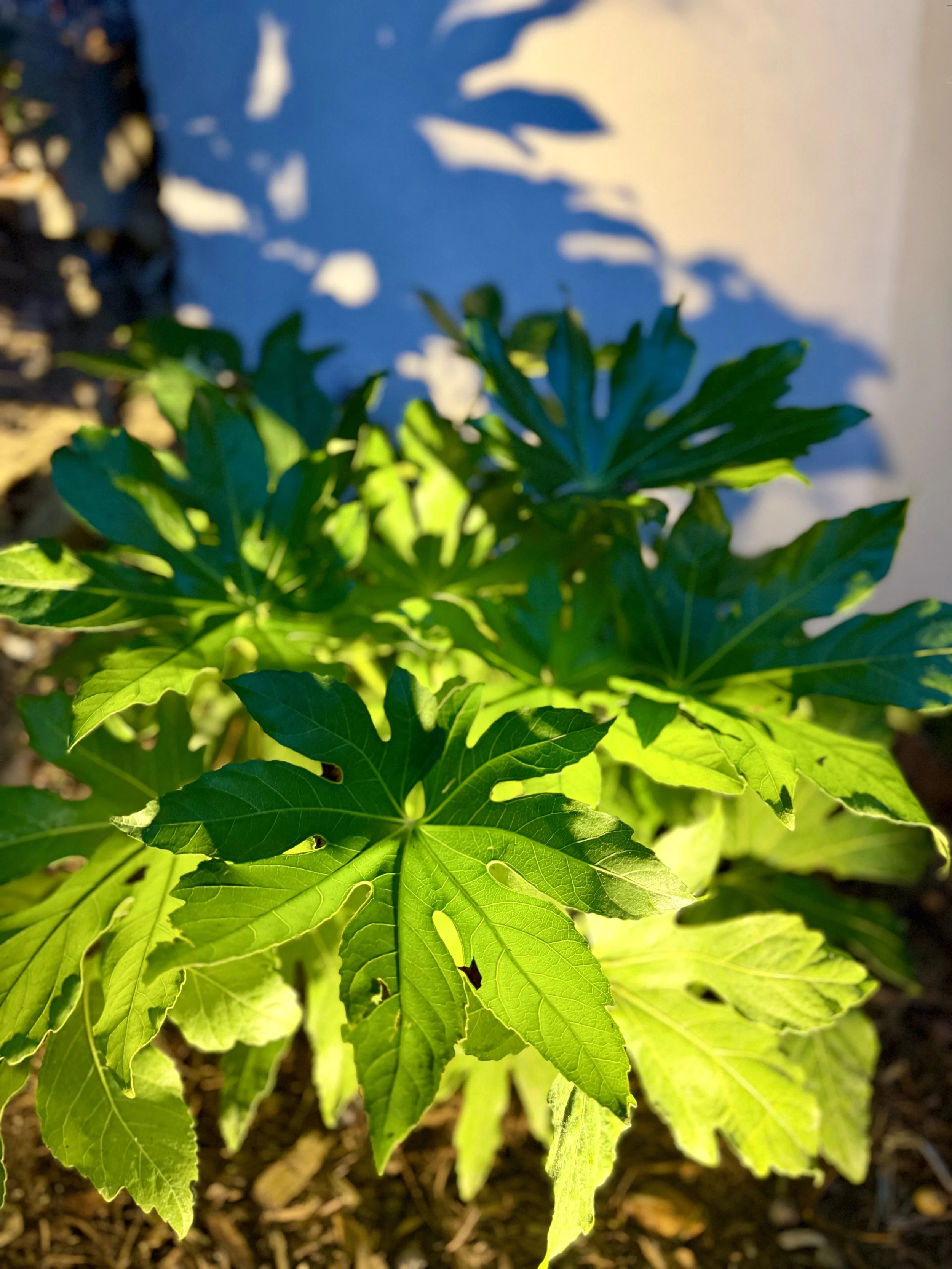 IMG_2049.jpeg