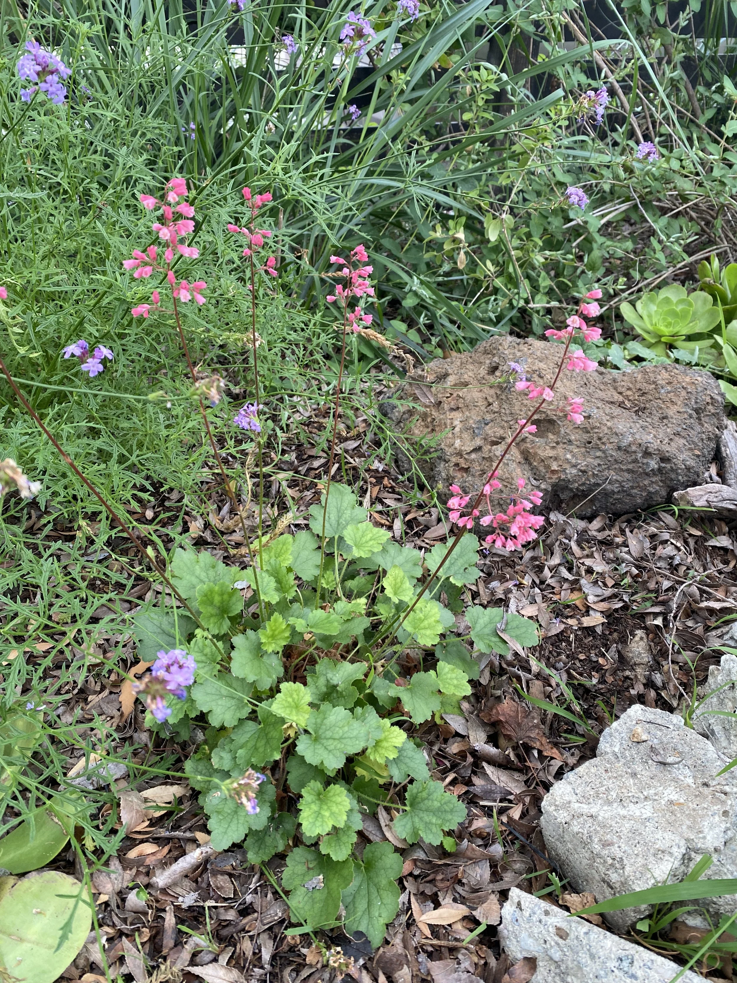 IMG_5245.jpeg