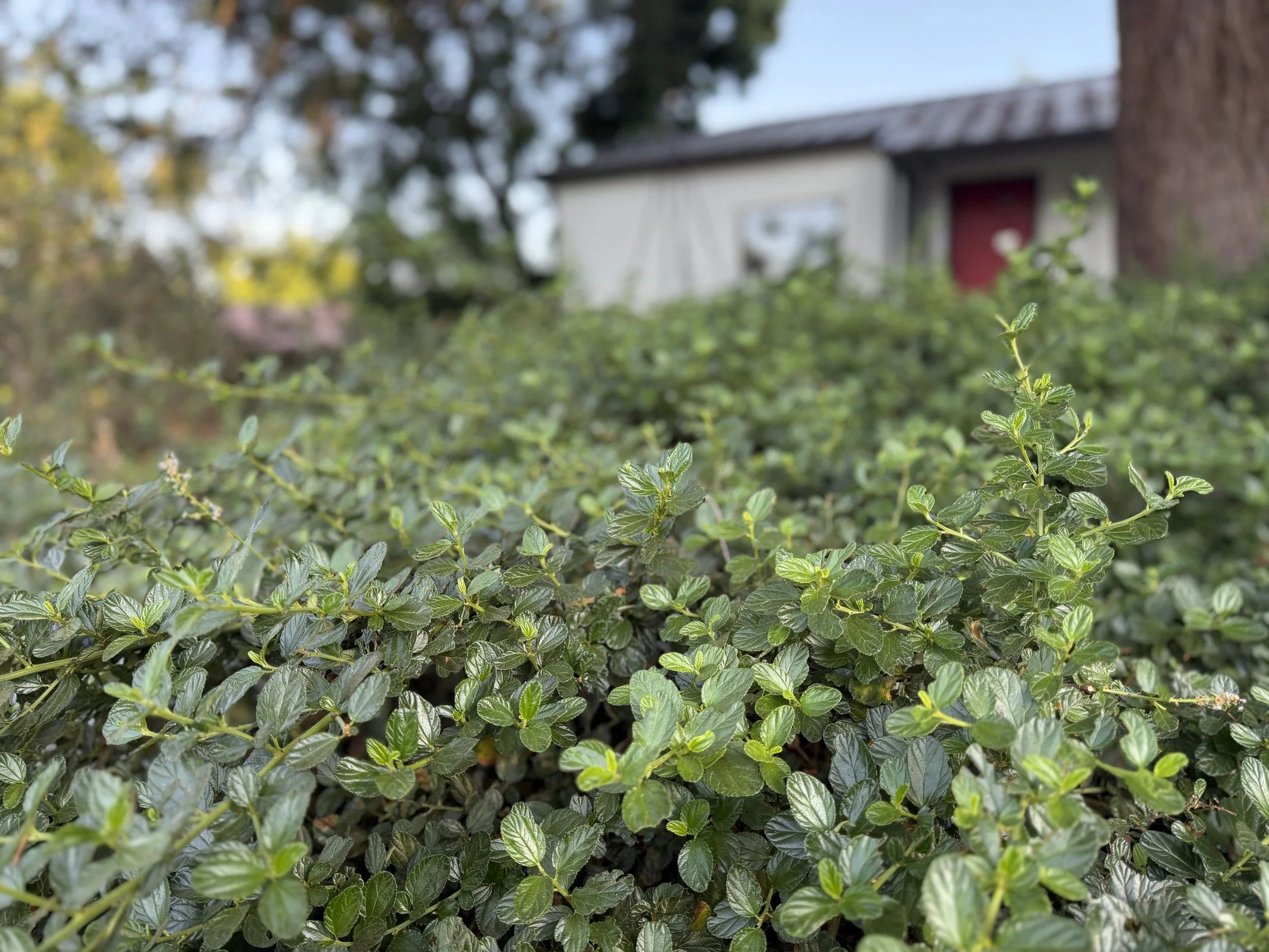 IMG_1252.jpeg