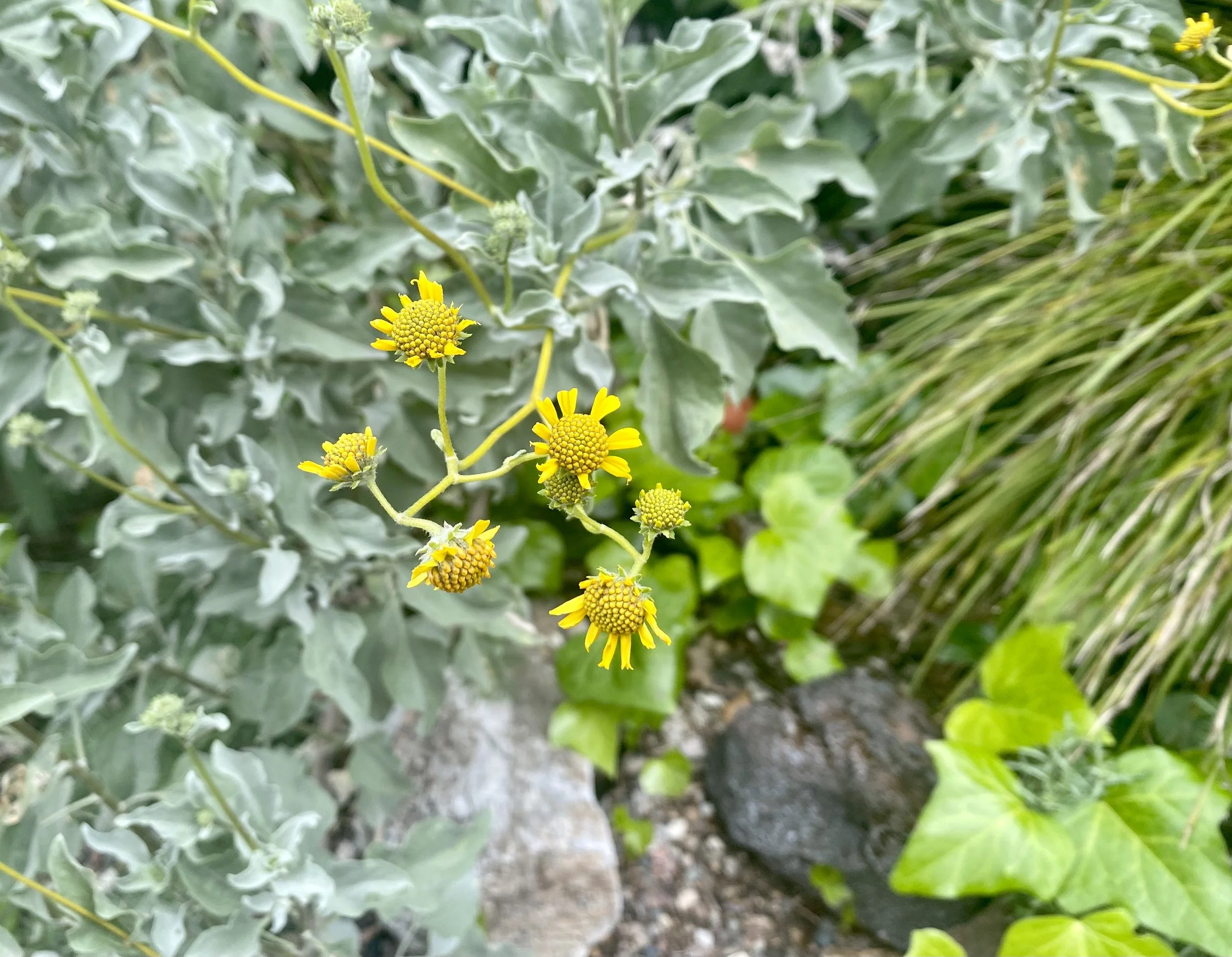IMG_0645.jpeg
