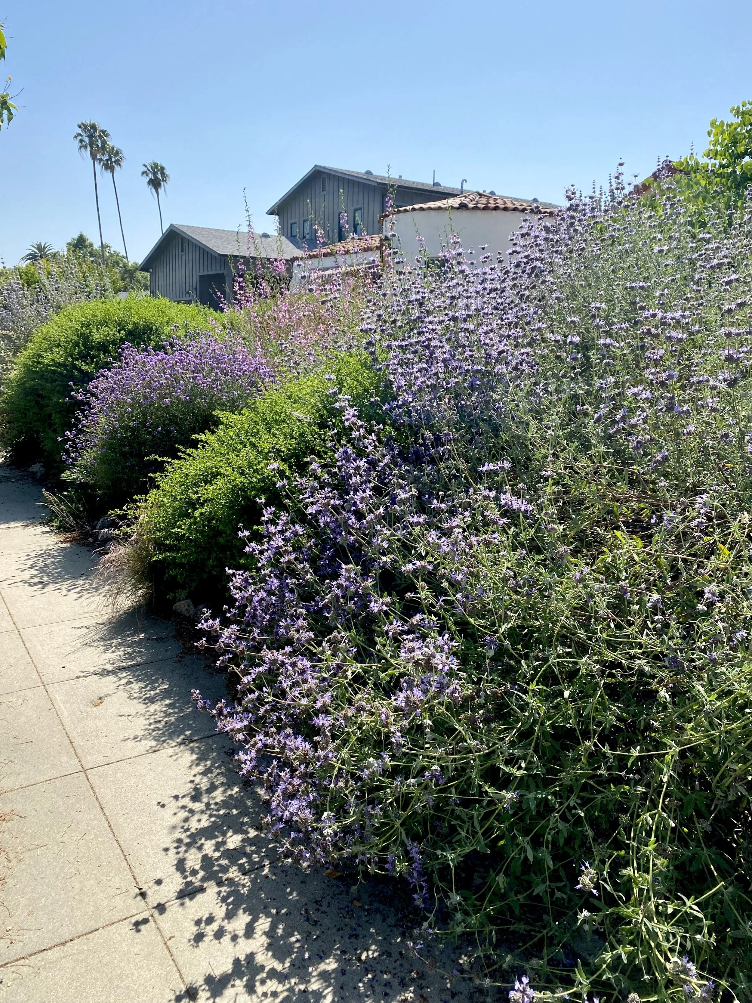 IMG_3523.jpeg