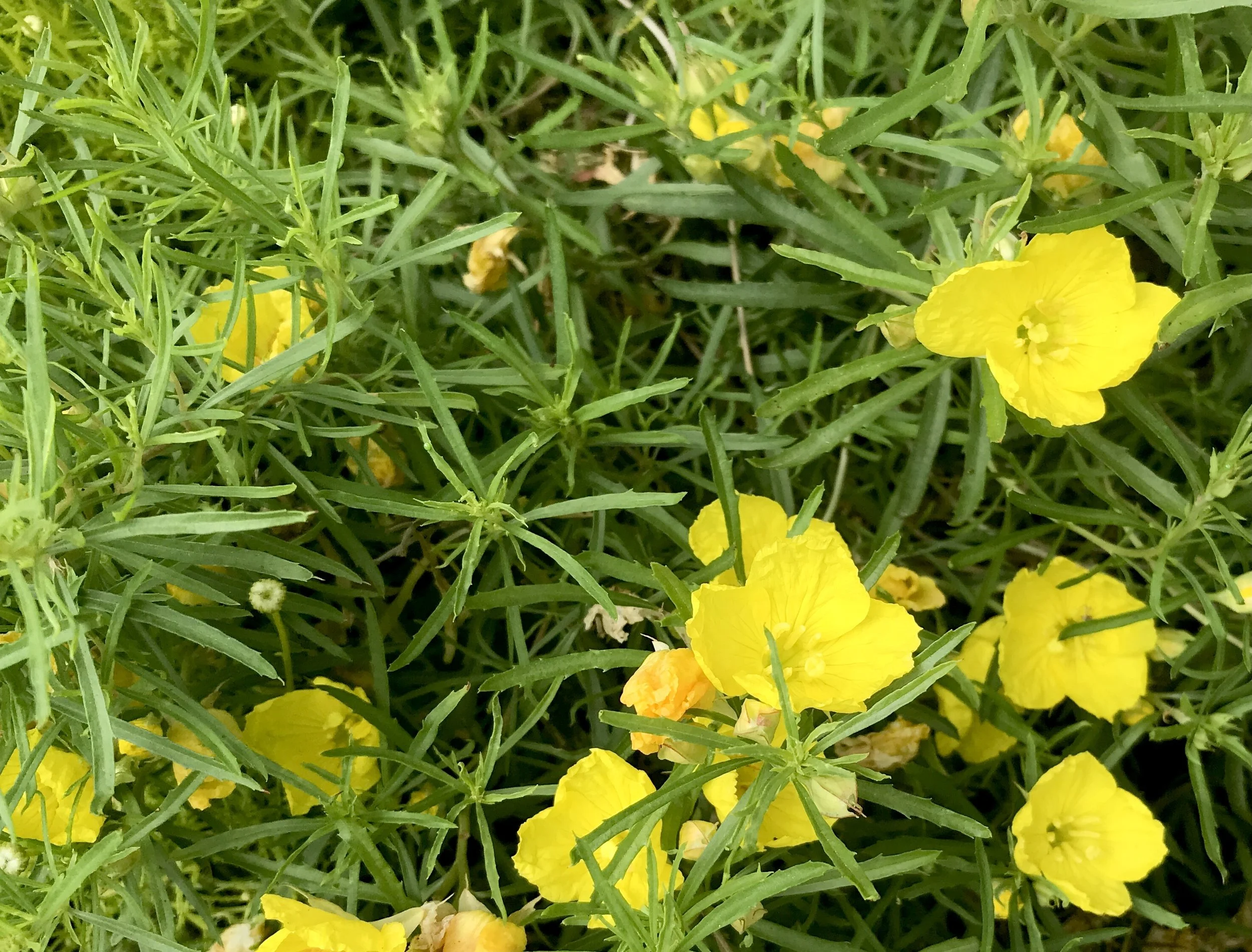 IMG_6646.jpeg