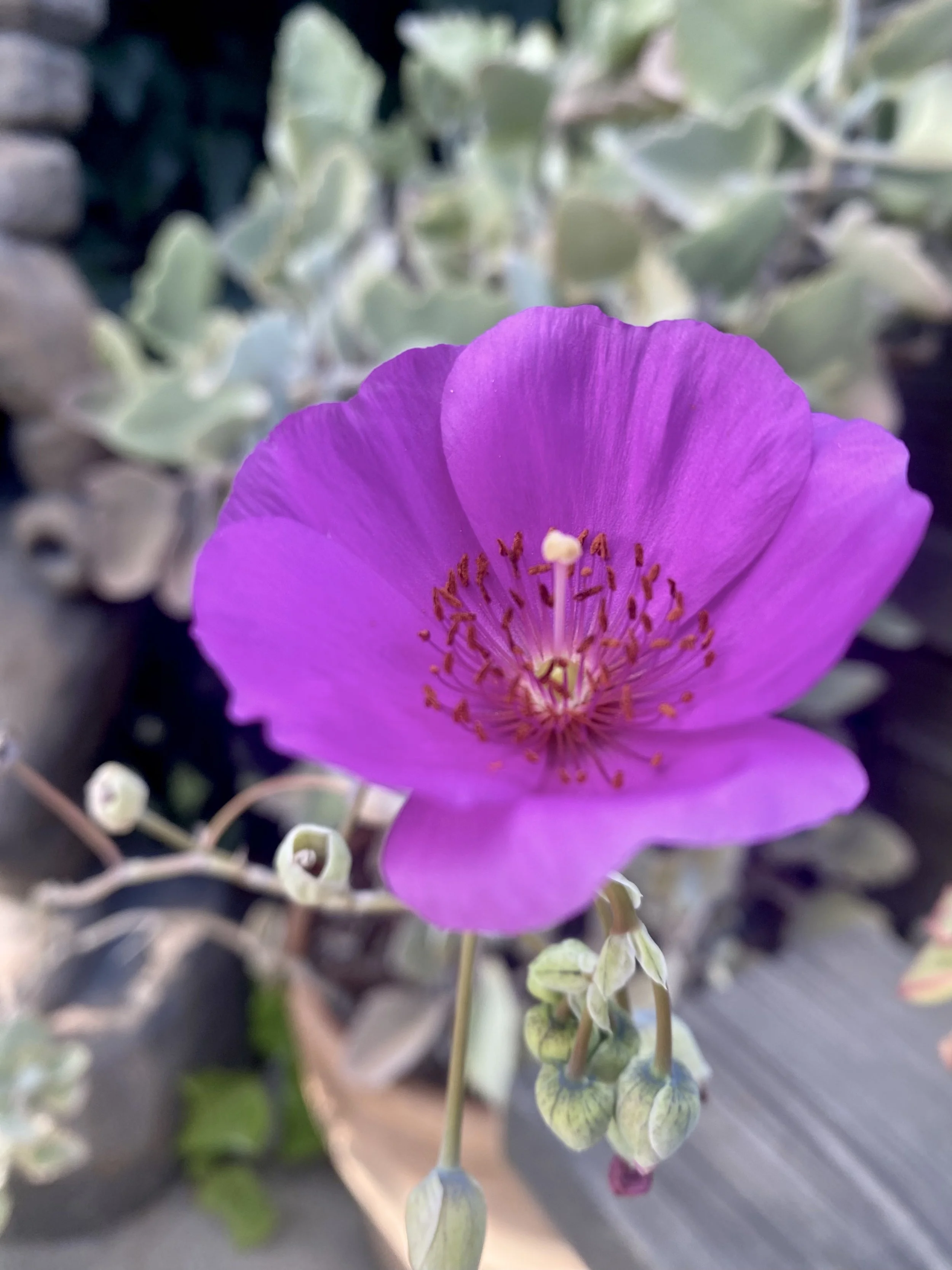 IMG_4695.jpeg