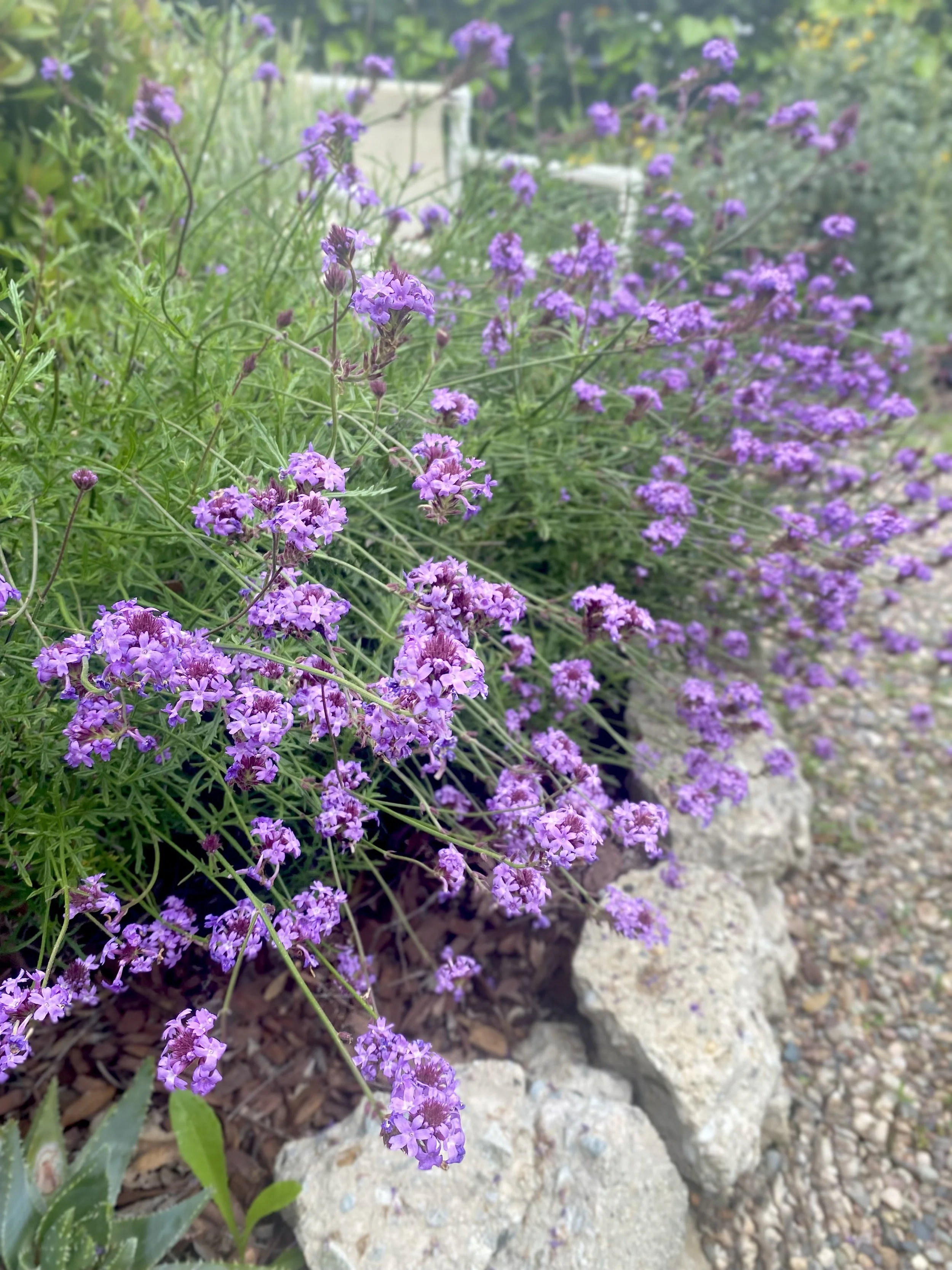 IMG_0640.jpeg