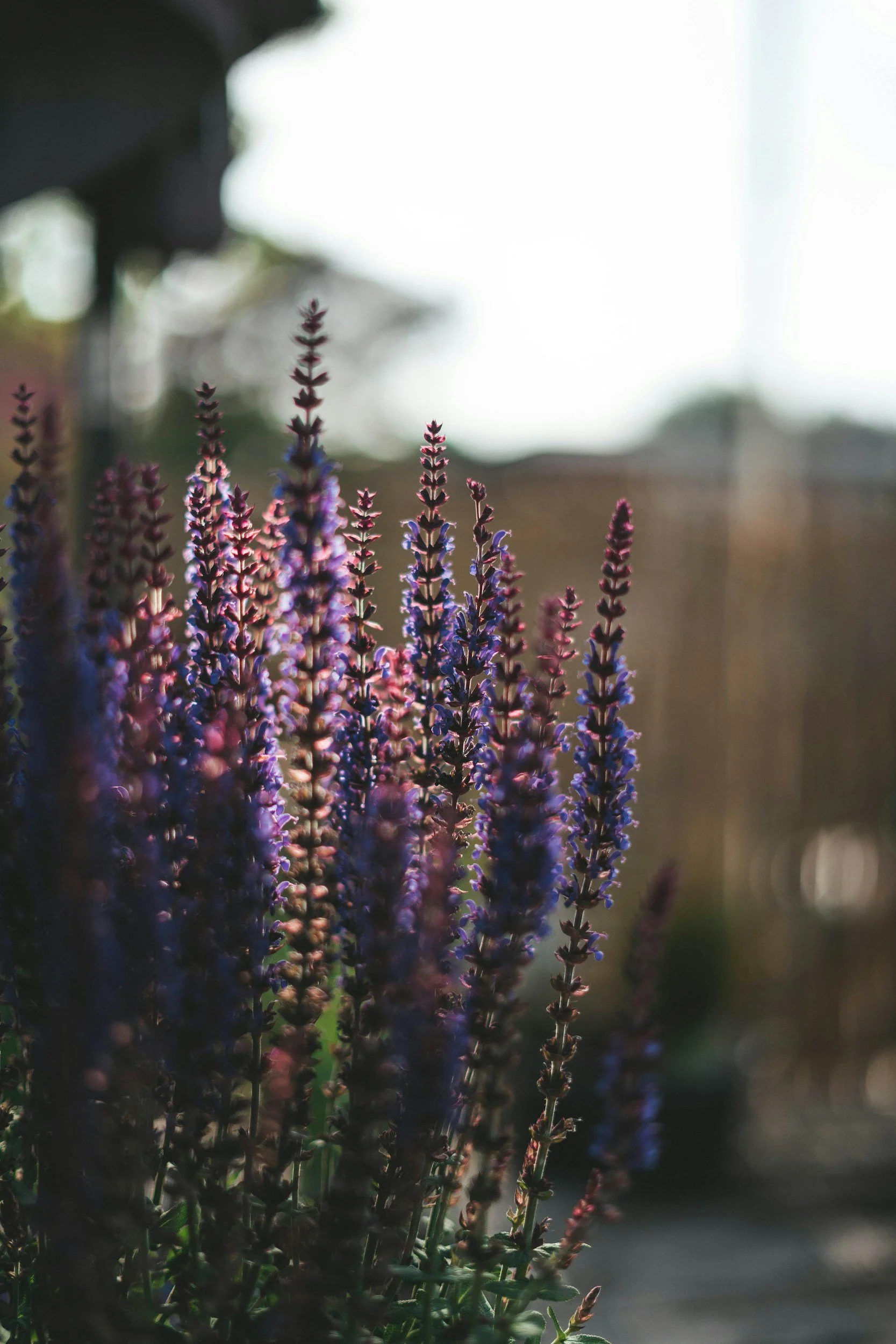 Close-up of purple and blue flowering plants in a garden with blurred background and sunlight.