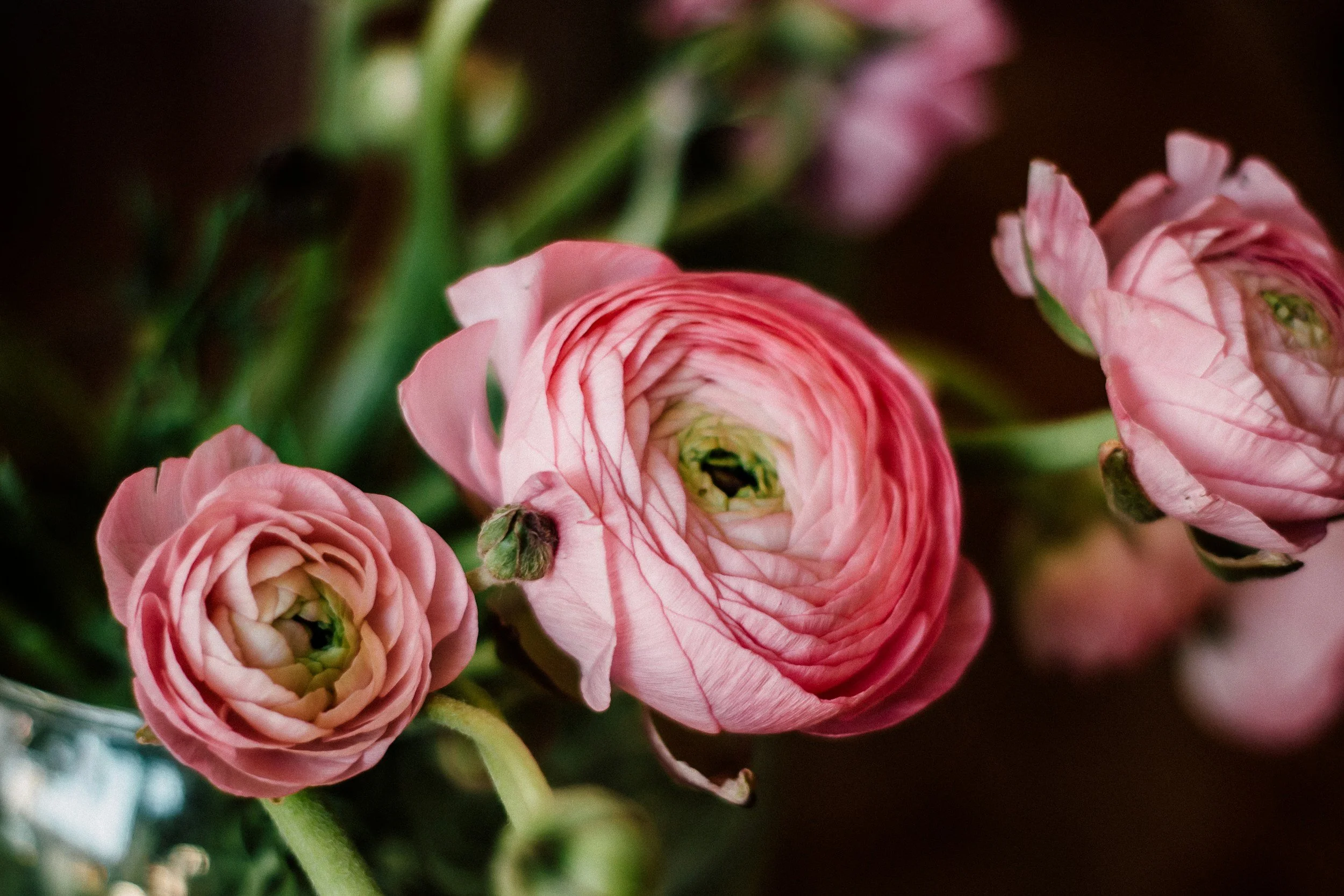 Pink ranunculus plant