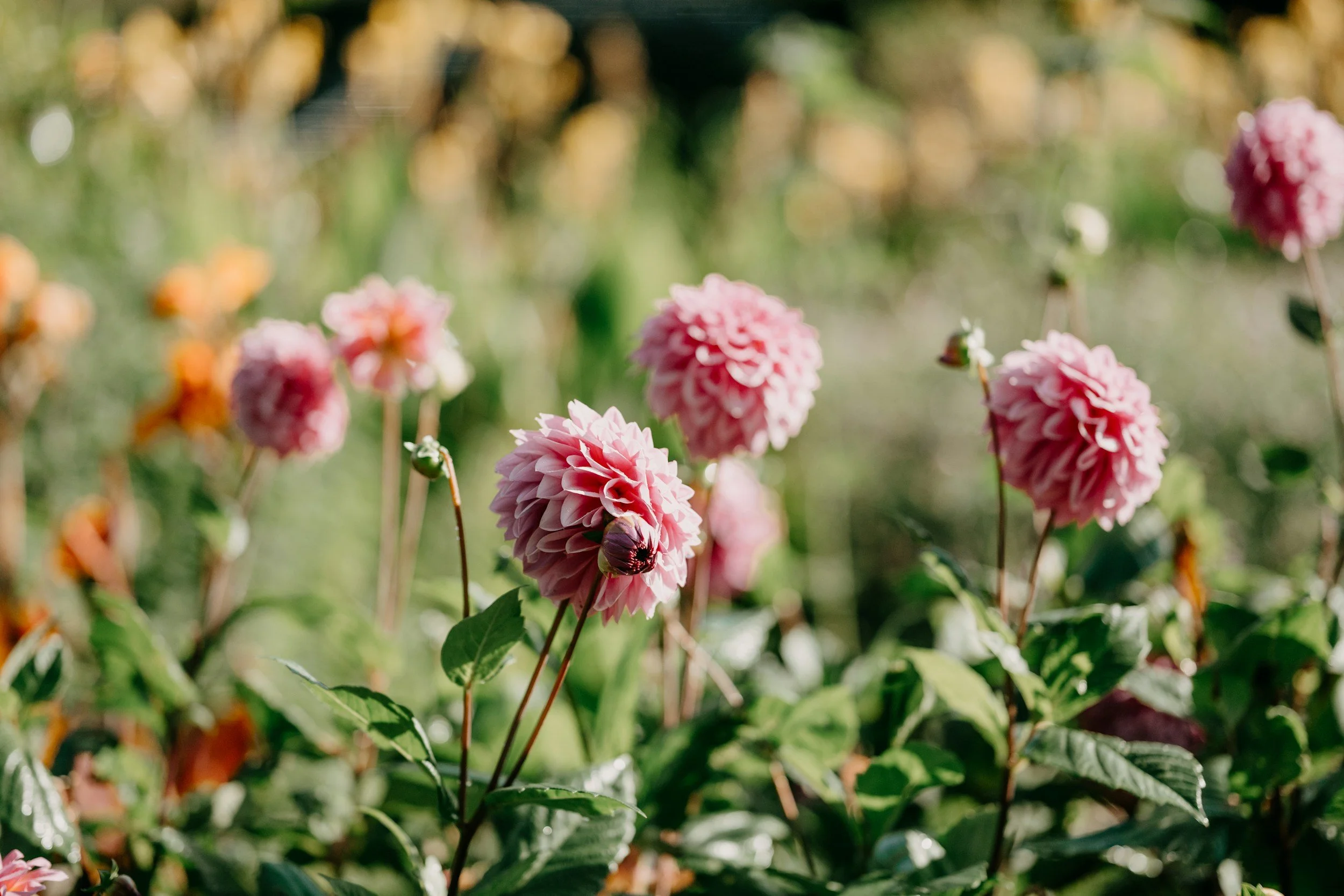 Dahlias growing