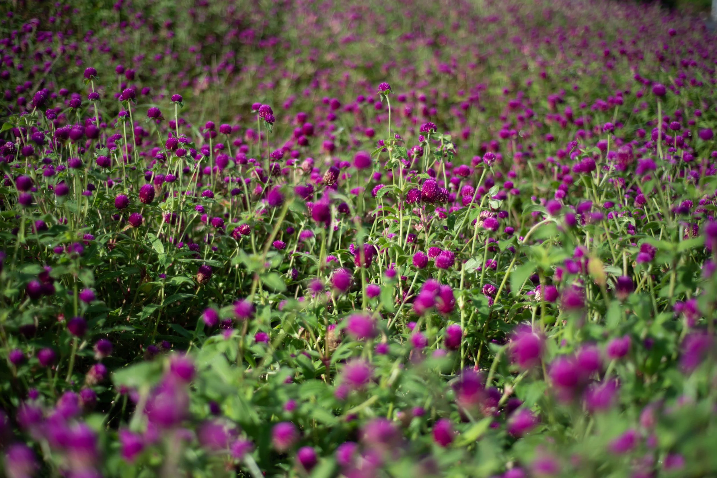Purple gomphrena plant