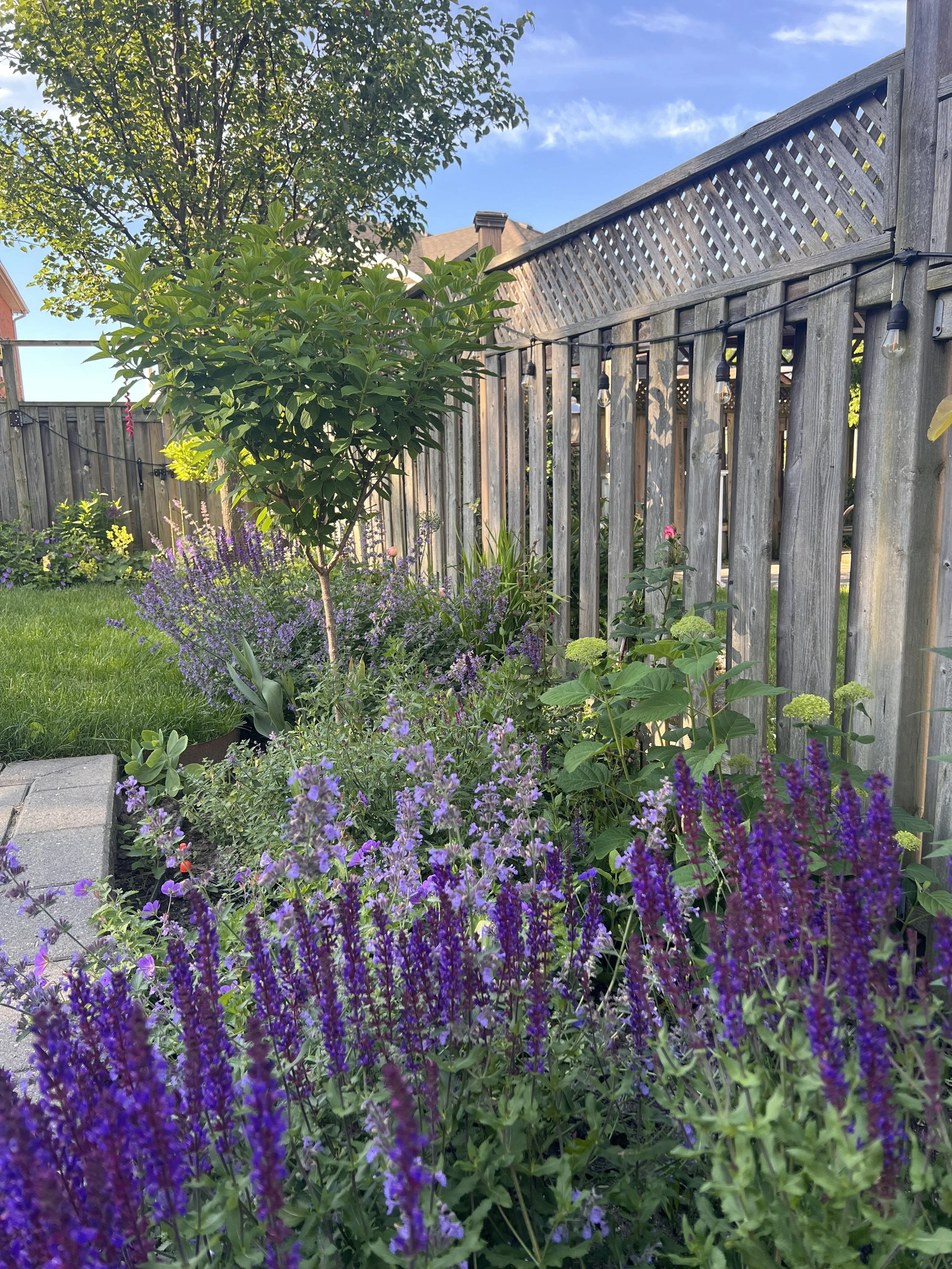 Nepeta, salvia and hydrangeas