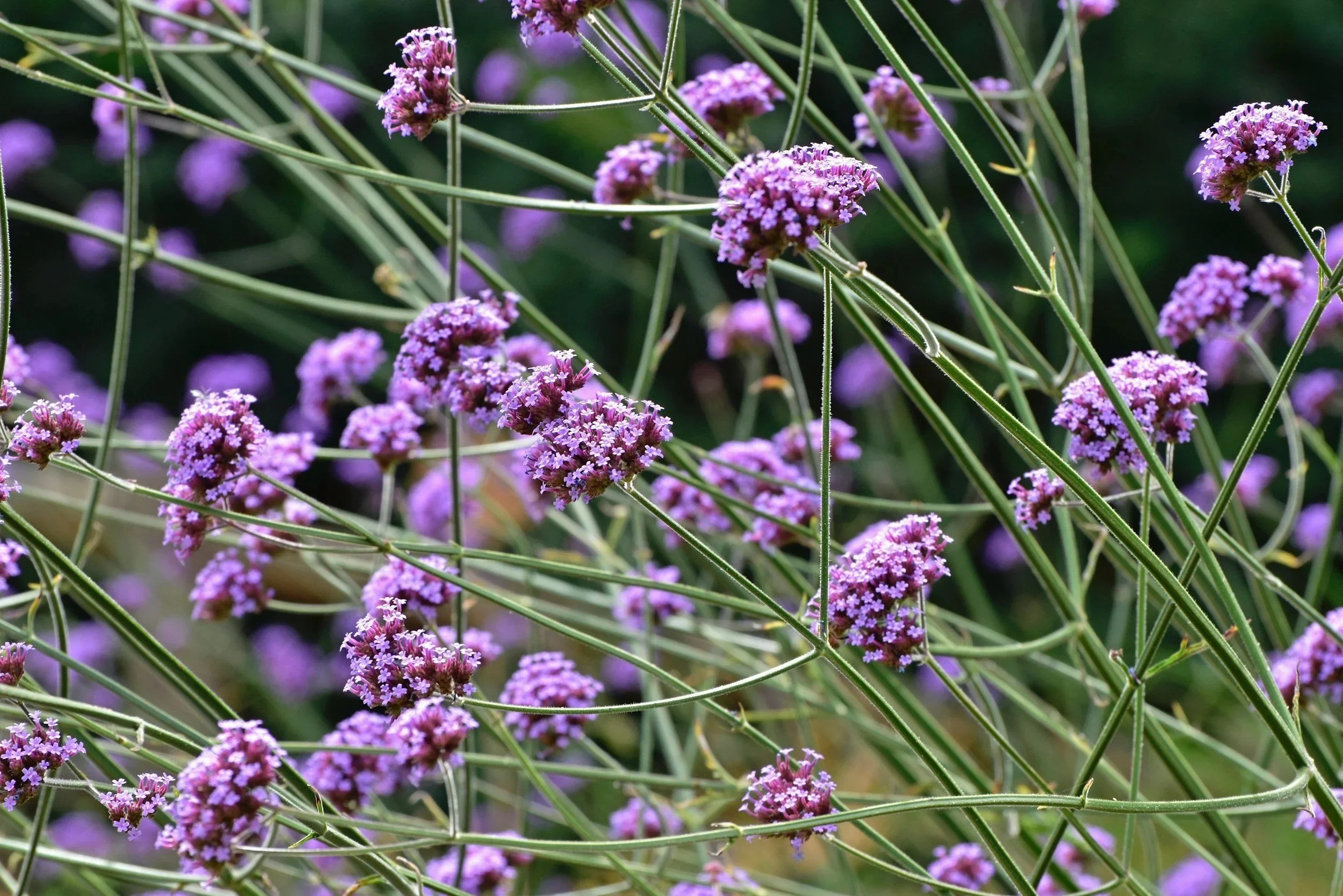 Purple verbena plant