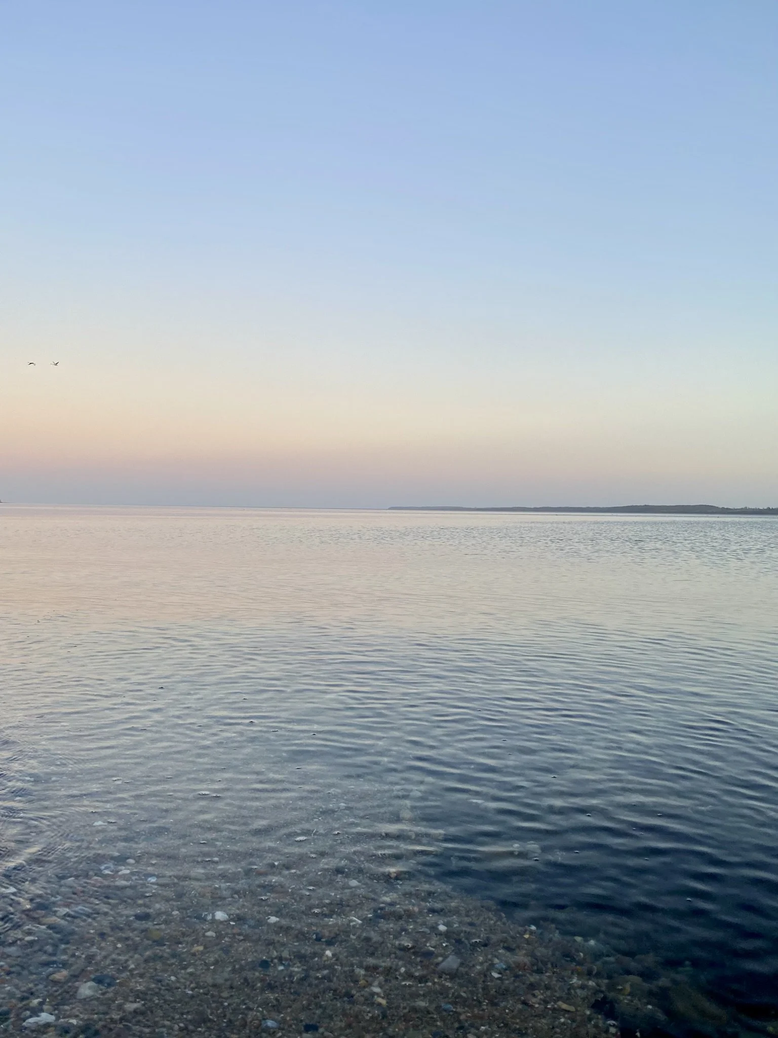 Blick auf die ruhige Ostsee mit klarem Wasser im Vordergrund, das Wasser reflektiert den Himmel, der Farbverlauf von pastellfarbenem Sonnenuntergang zu blauem Himmel mit fliegenden Vögeln bildet den Hintergrund