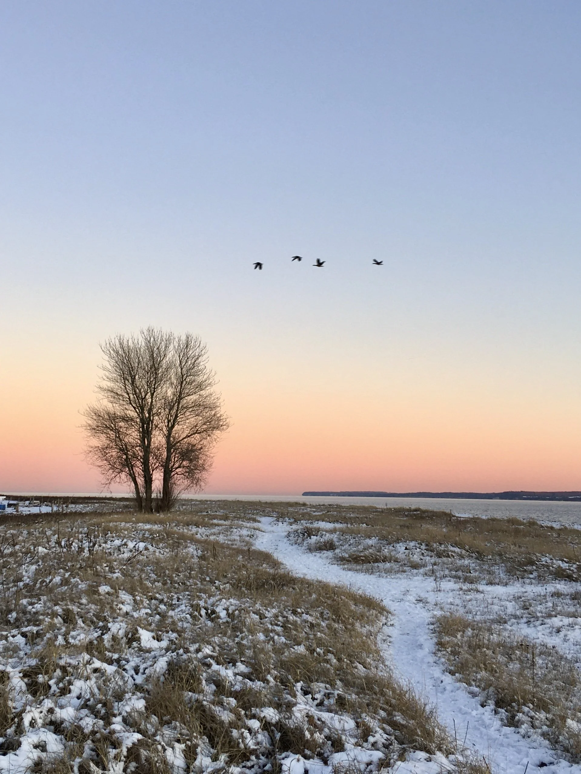 IMG_3786.JPEG