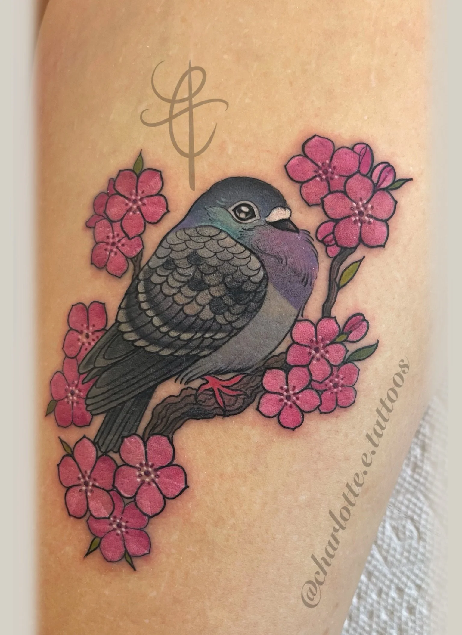 Neo-traditional, color, pigeon tattoo with cherry blossom flowers. Made by Charlotte Timmons