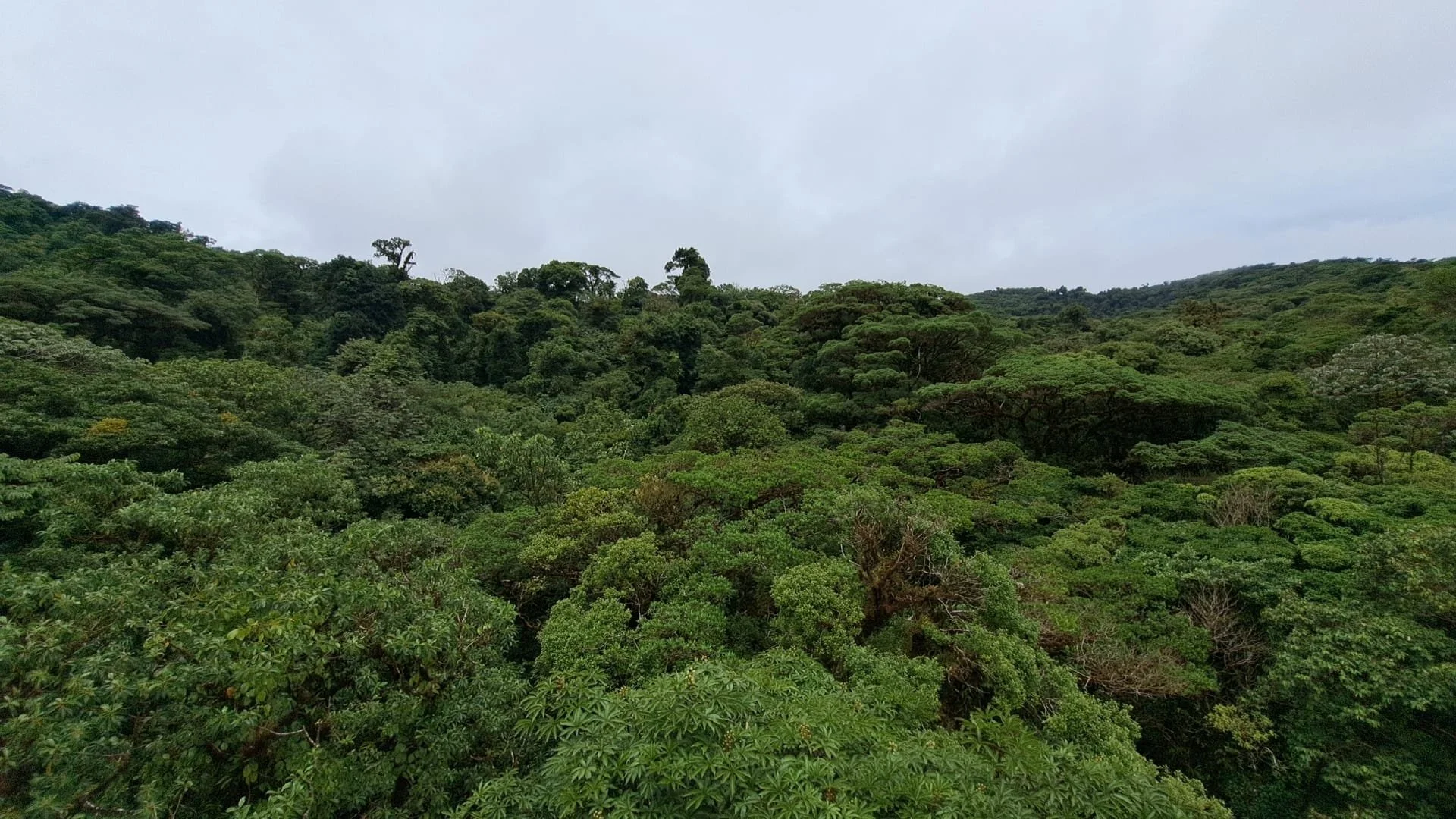 Lush green tropical rainforest with dense trees on rolling hills under an overcast sky.
