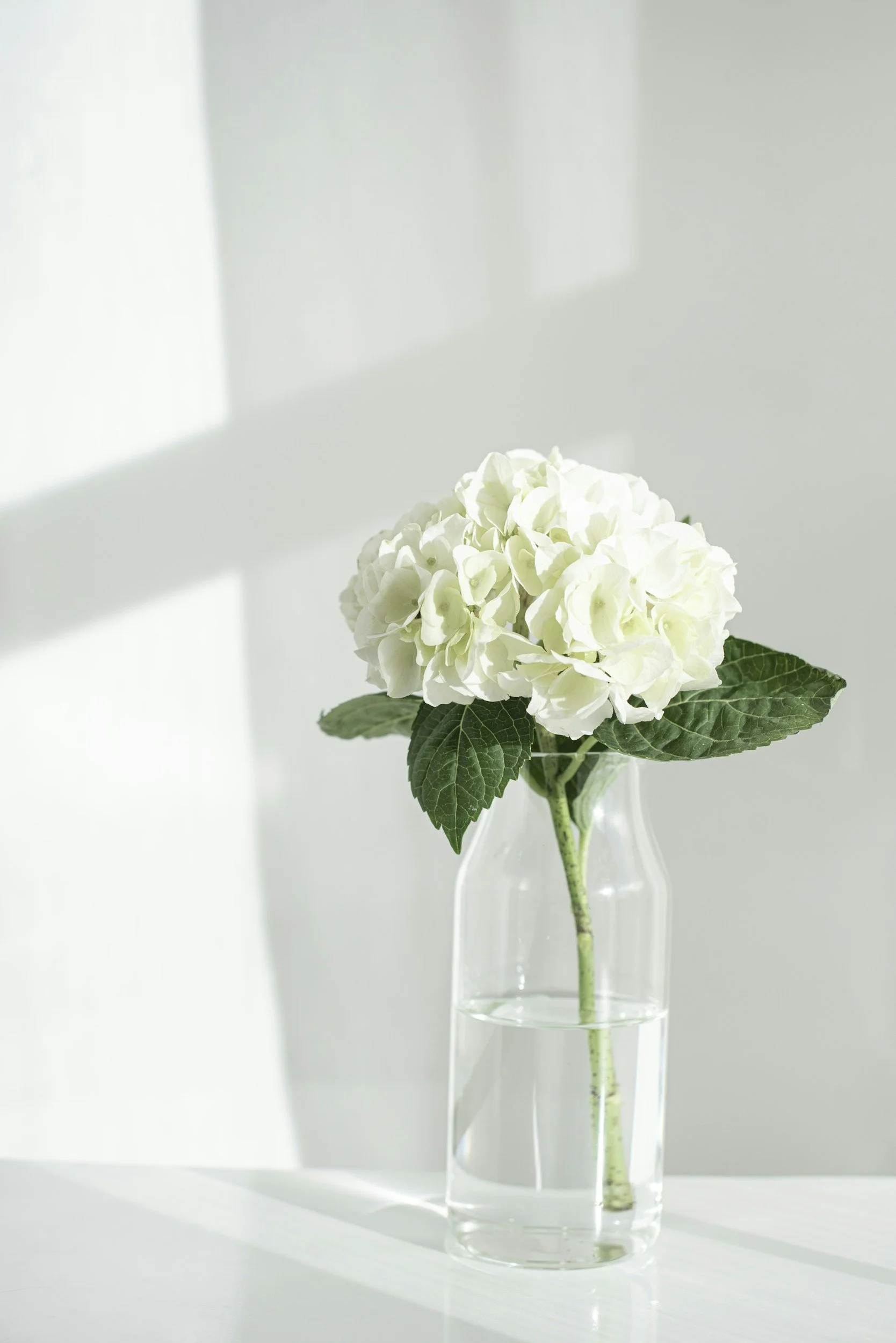 A hydrangea flower with white petals and green leaves in a clear glass vase filled with water, placed on a white surface with soft sunlight and shadows.