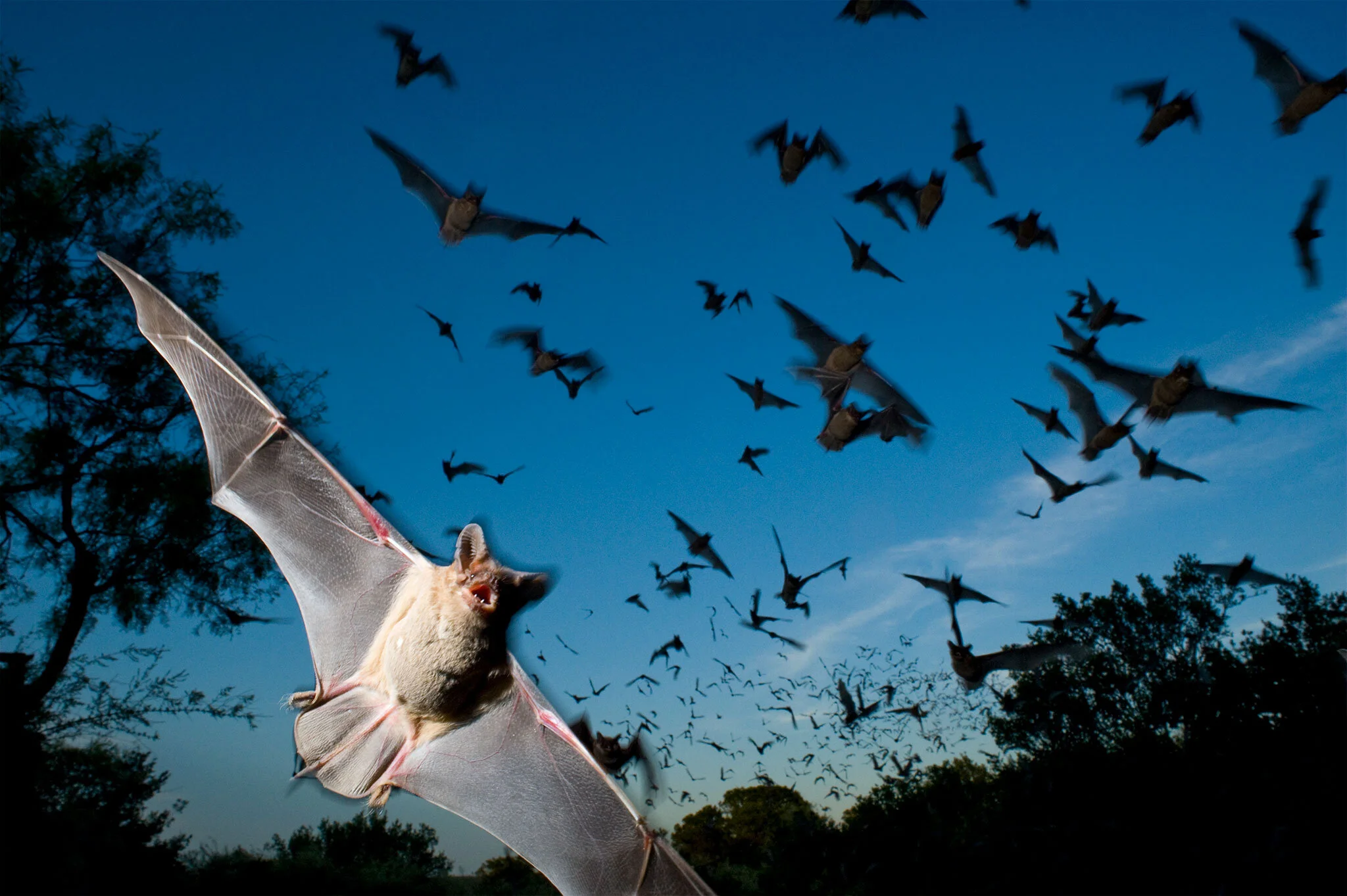ADVENTURES WITH LARRY: BATS &amp; NIGHT MARKETS