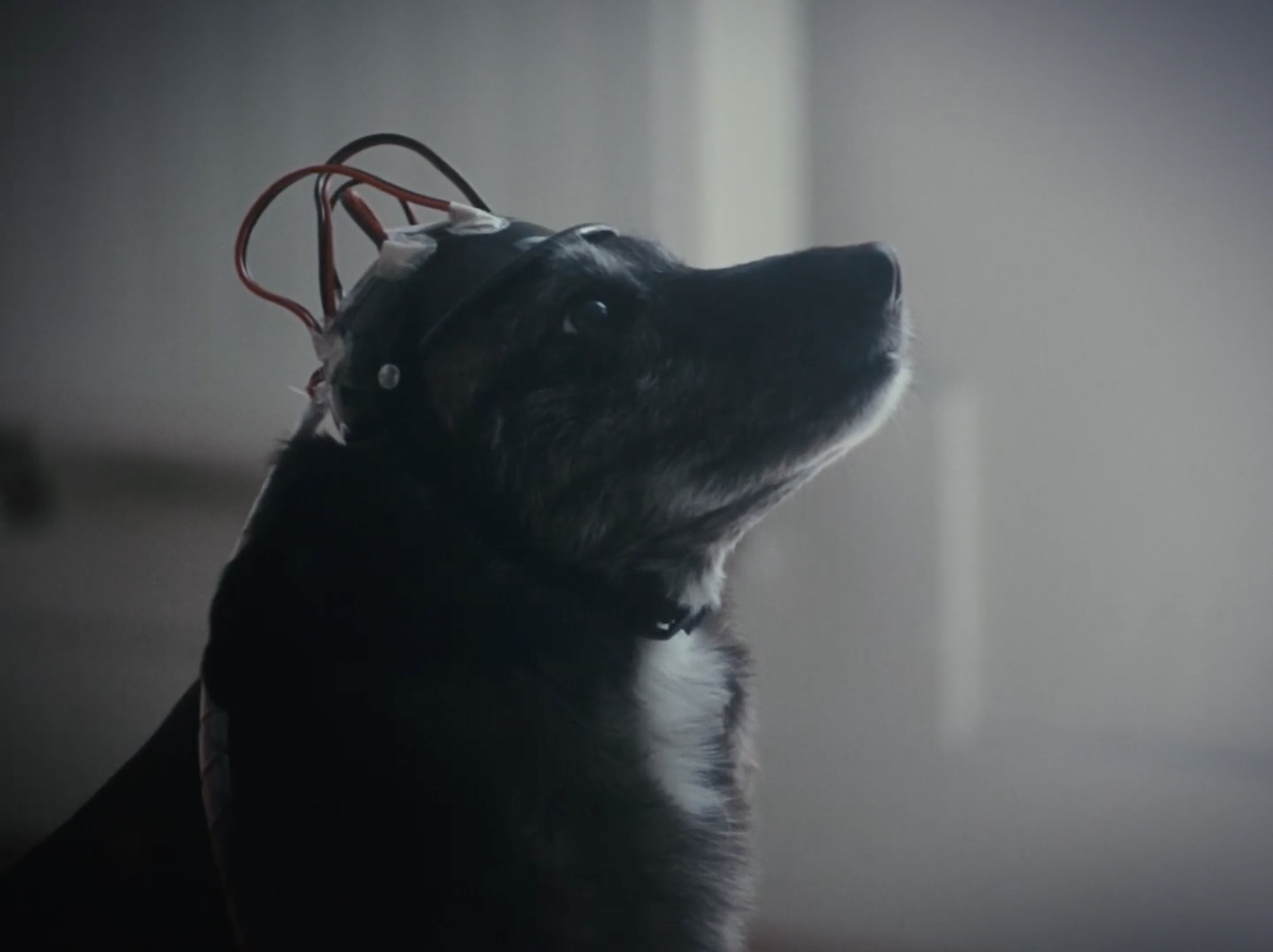 ⑭ Le chien monde (Arthur Quaranta, Gaspard Audouin)