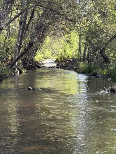 A peaceful creek flowing through a forest with trees on both sides and sunlight filtering through the leaves.