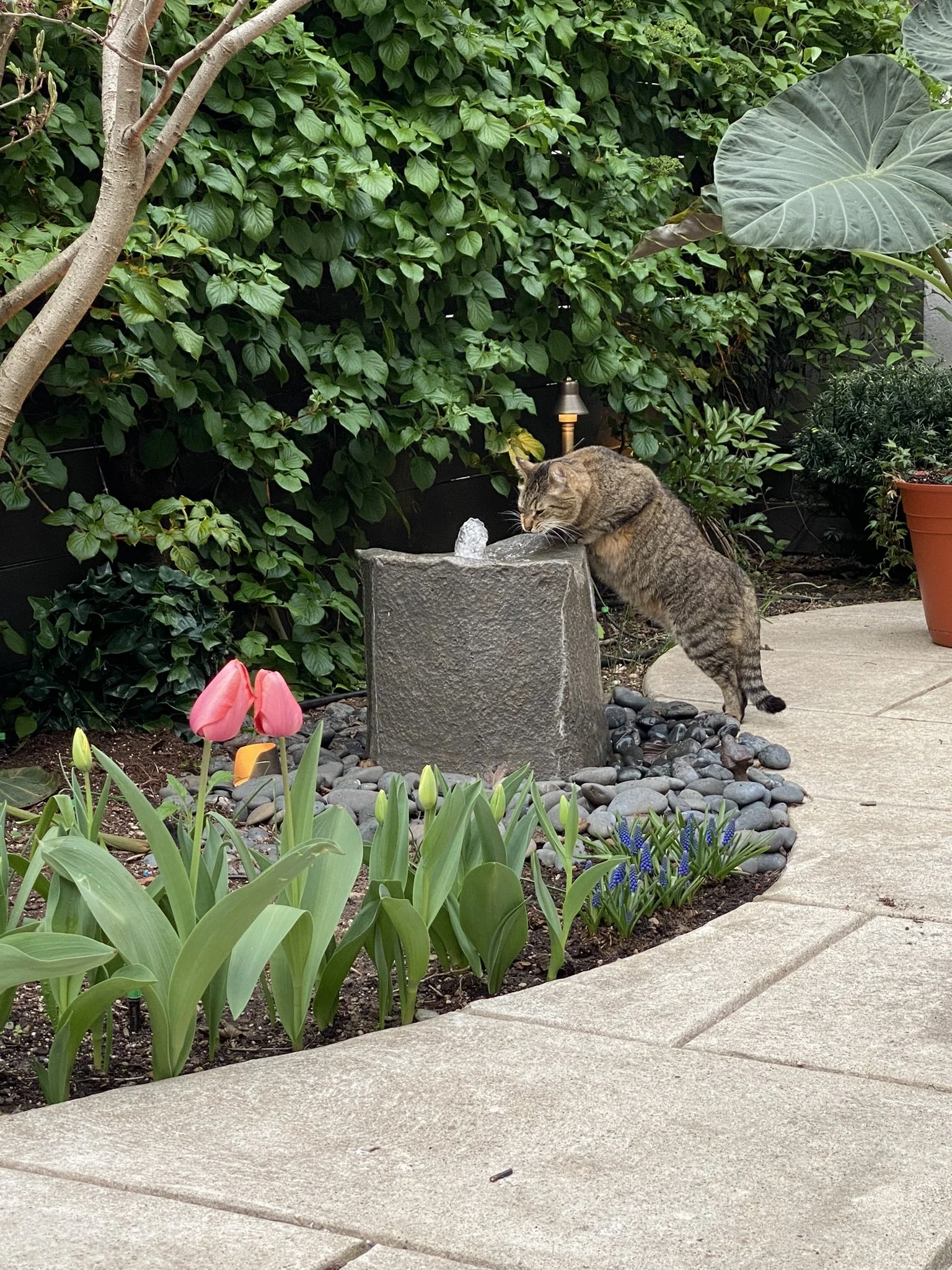 IMG_1146.JPEG