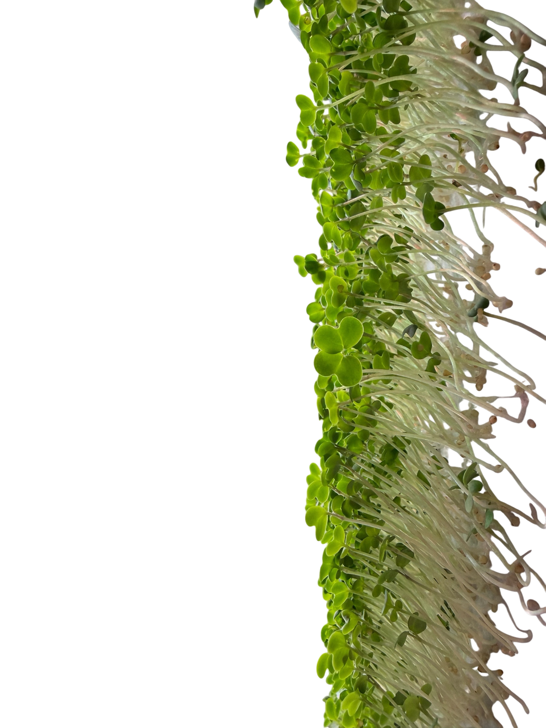 Close-up of green microgreens growing on a soil bed, with a black background.