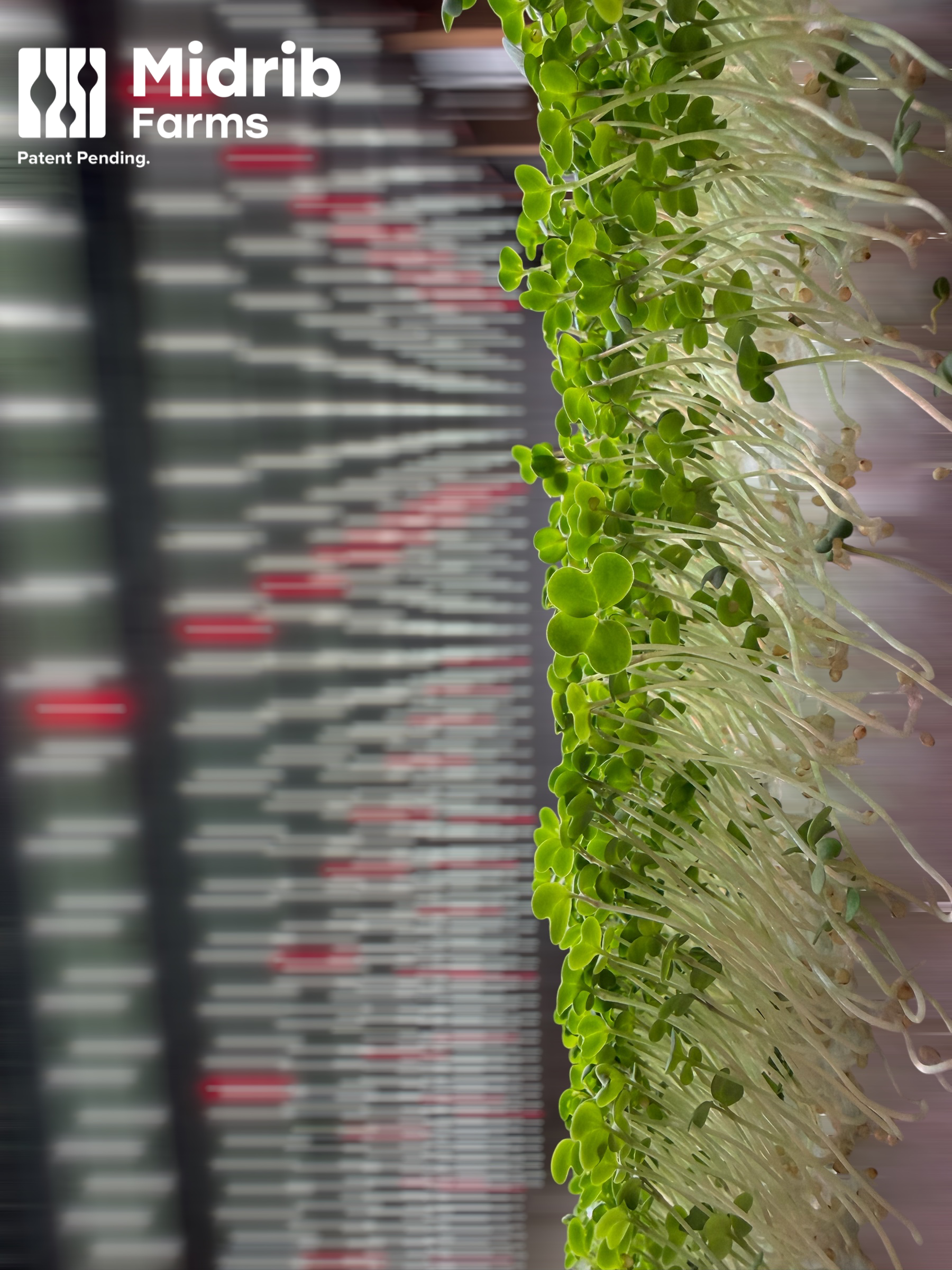Close-up of microgreens growing indoors with a blurred background of horizontal lines and red accents.