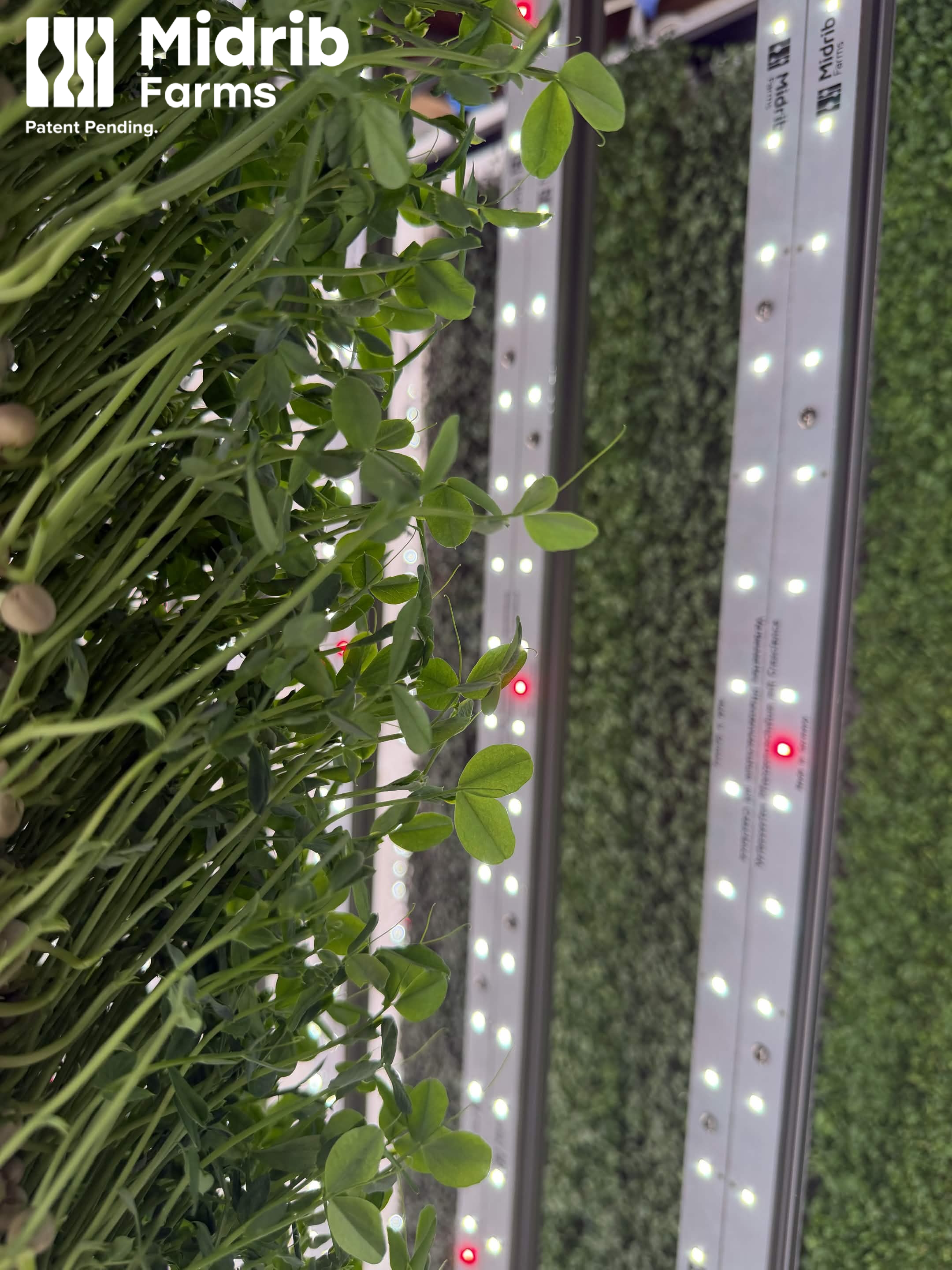 Close-up of green microgreens or herbs with label and LED lights in the background.