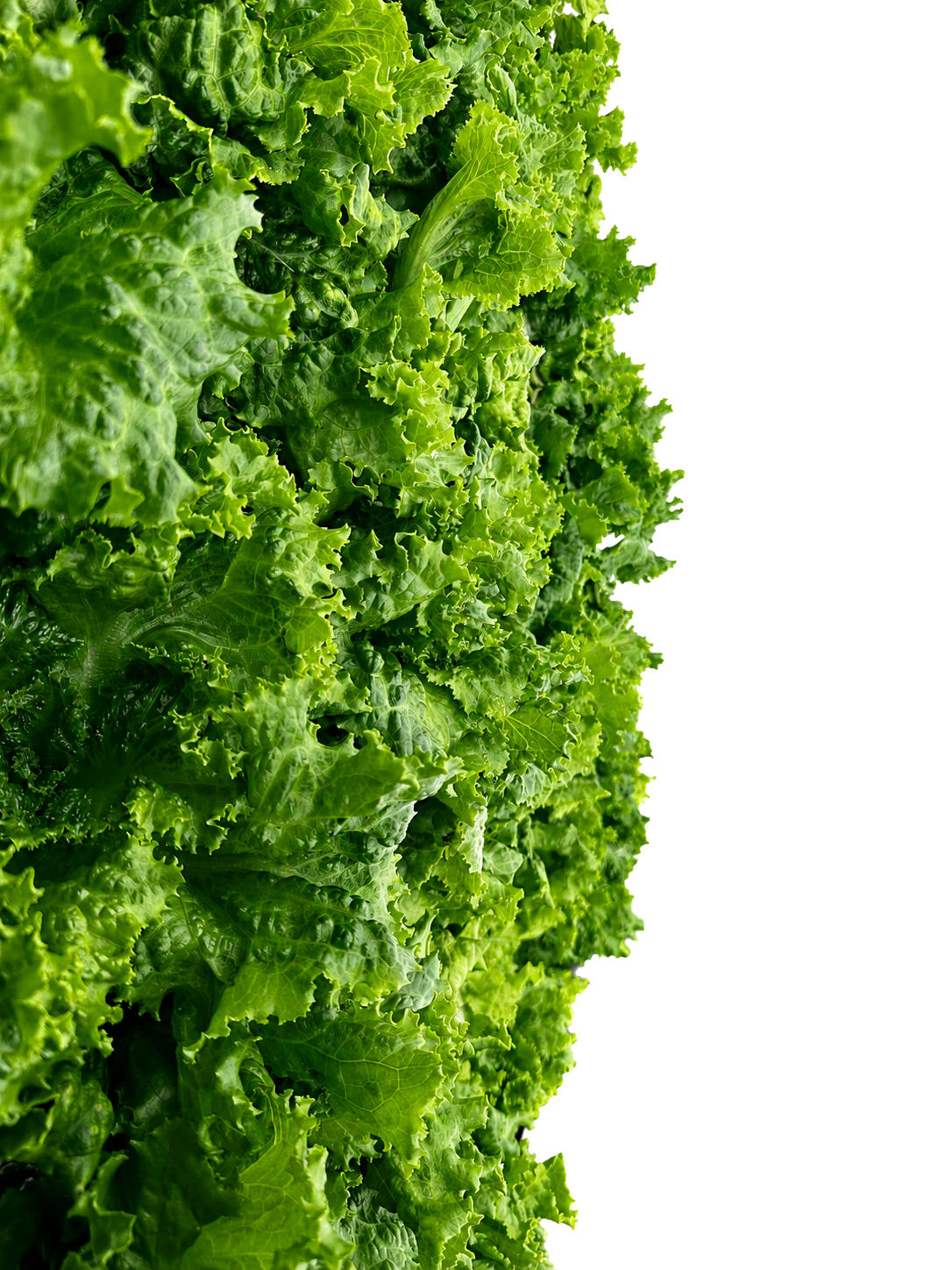 Fresh green lettuce leaves