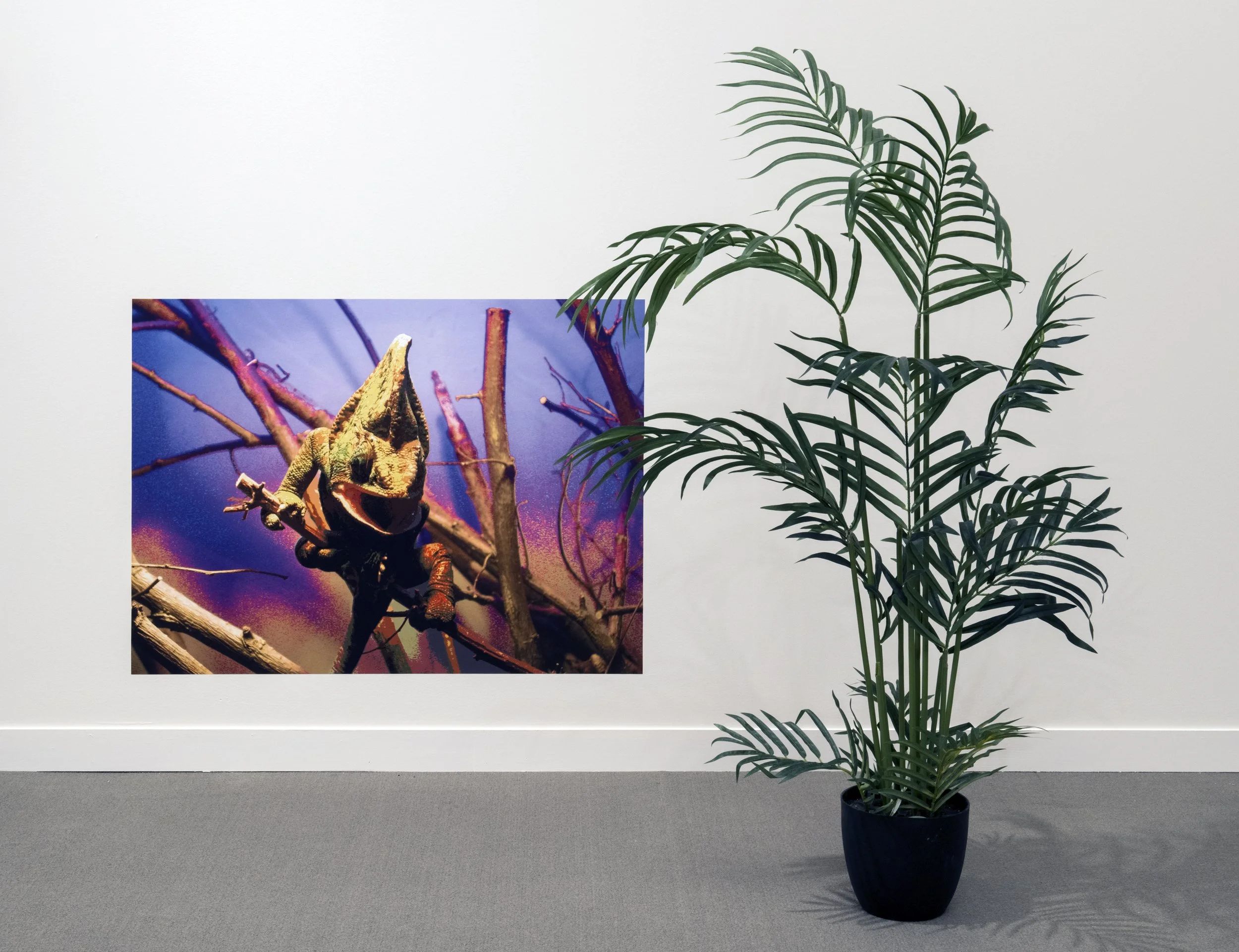 An art gallery with a white wall, displaying a colorful photograph of a chameleon blending with tree branches. In front of the wall, there is a potted green plant with long, slender leaves.