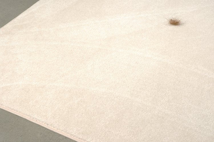 Close-up of a beige carpet with a small brown insect near the top right corner.