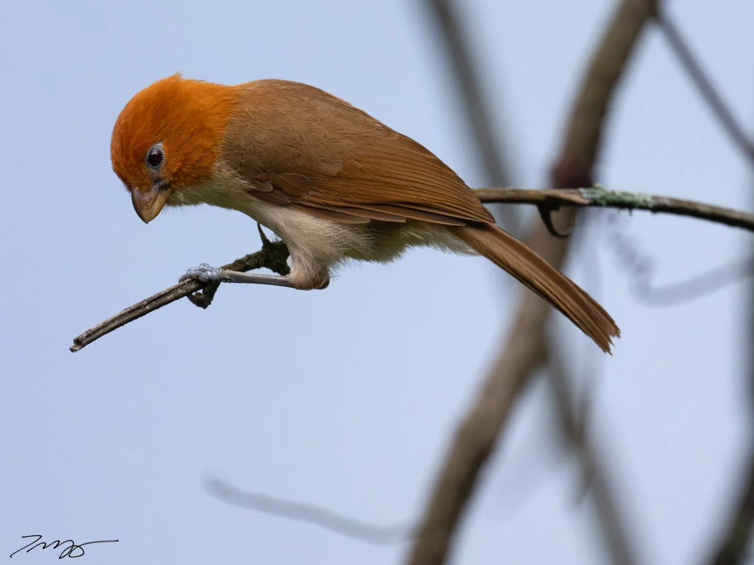 Pale-billed Parrotbill