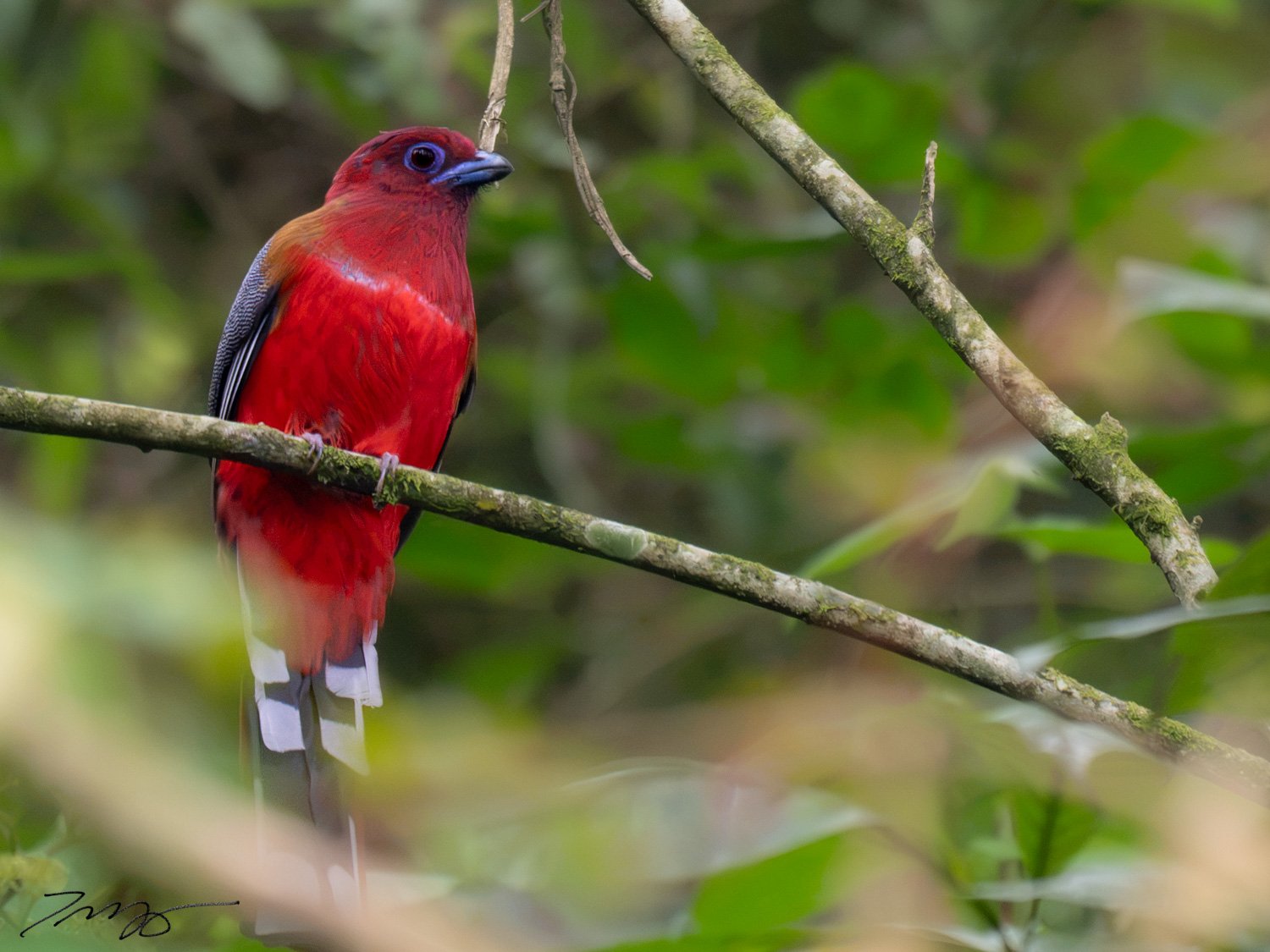 Red-headed Trogon