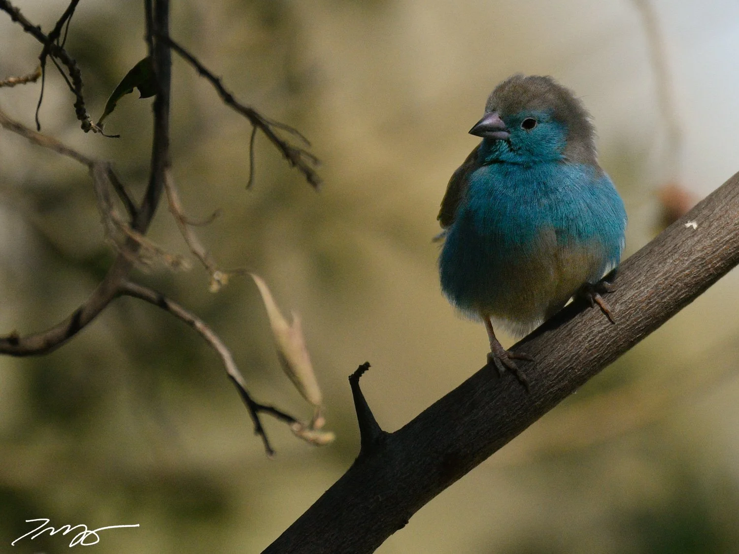 Southern Cordonbleu