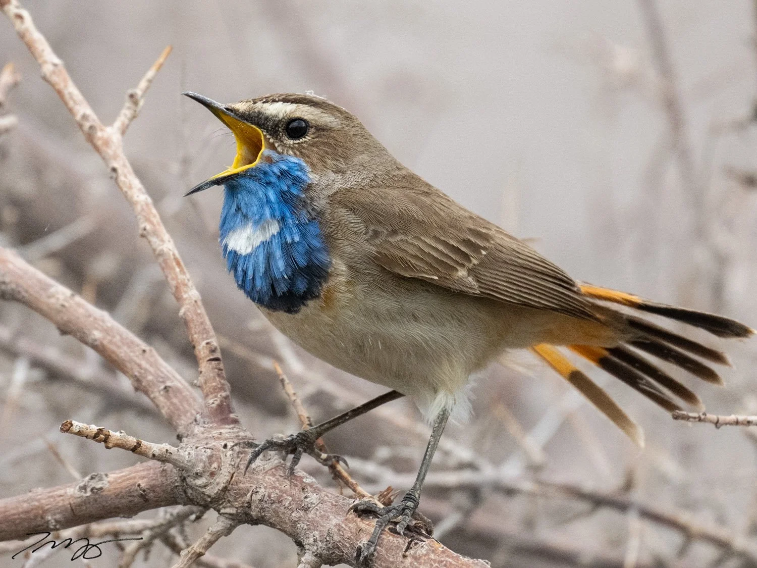 Bluethroat