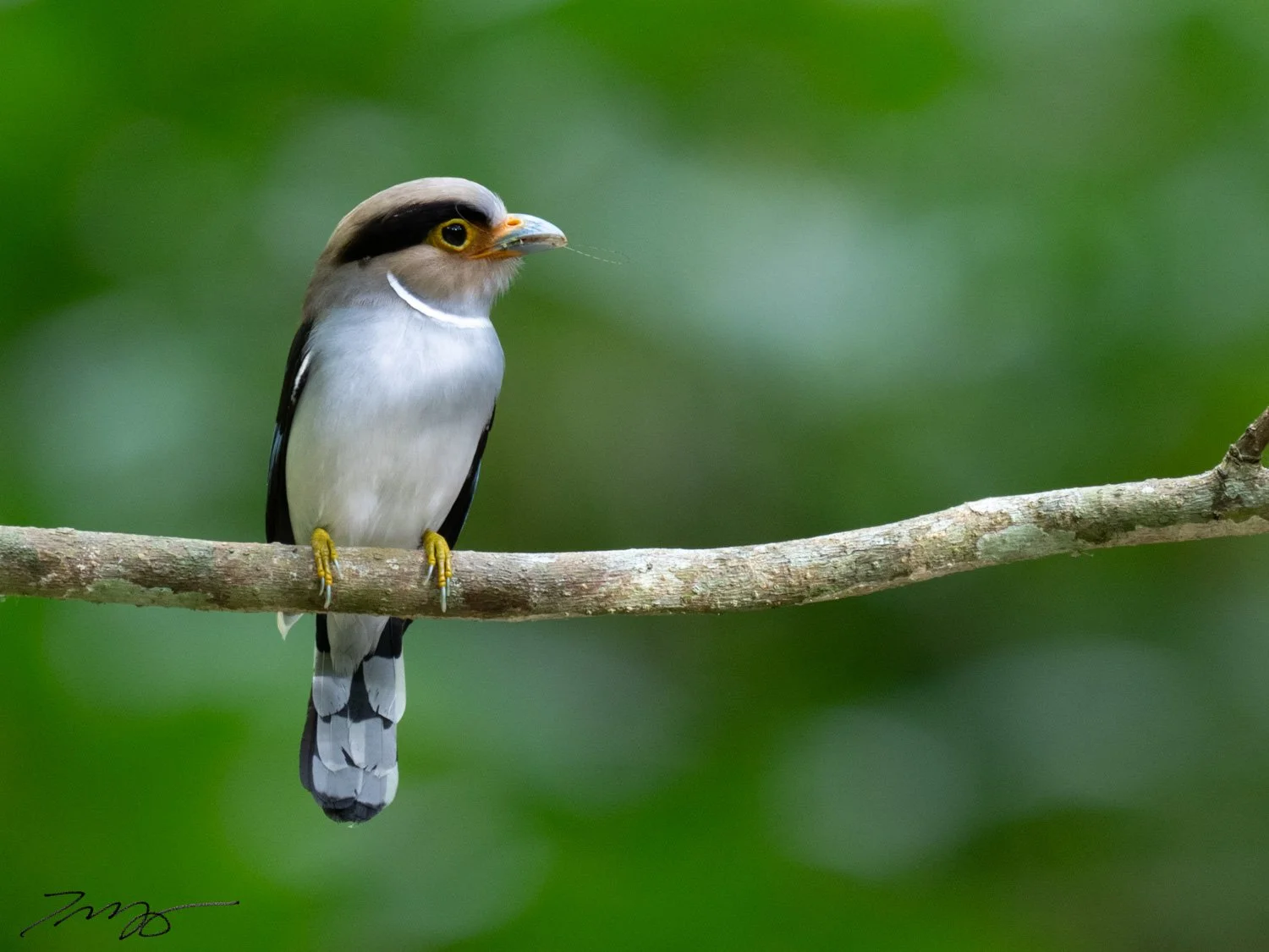Silver-breasted Broadbill
