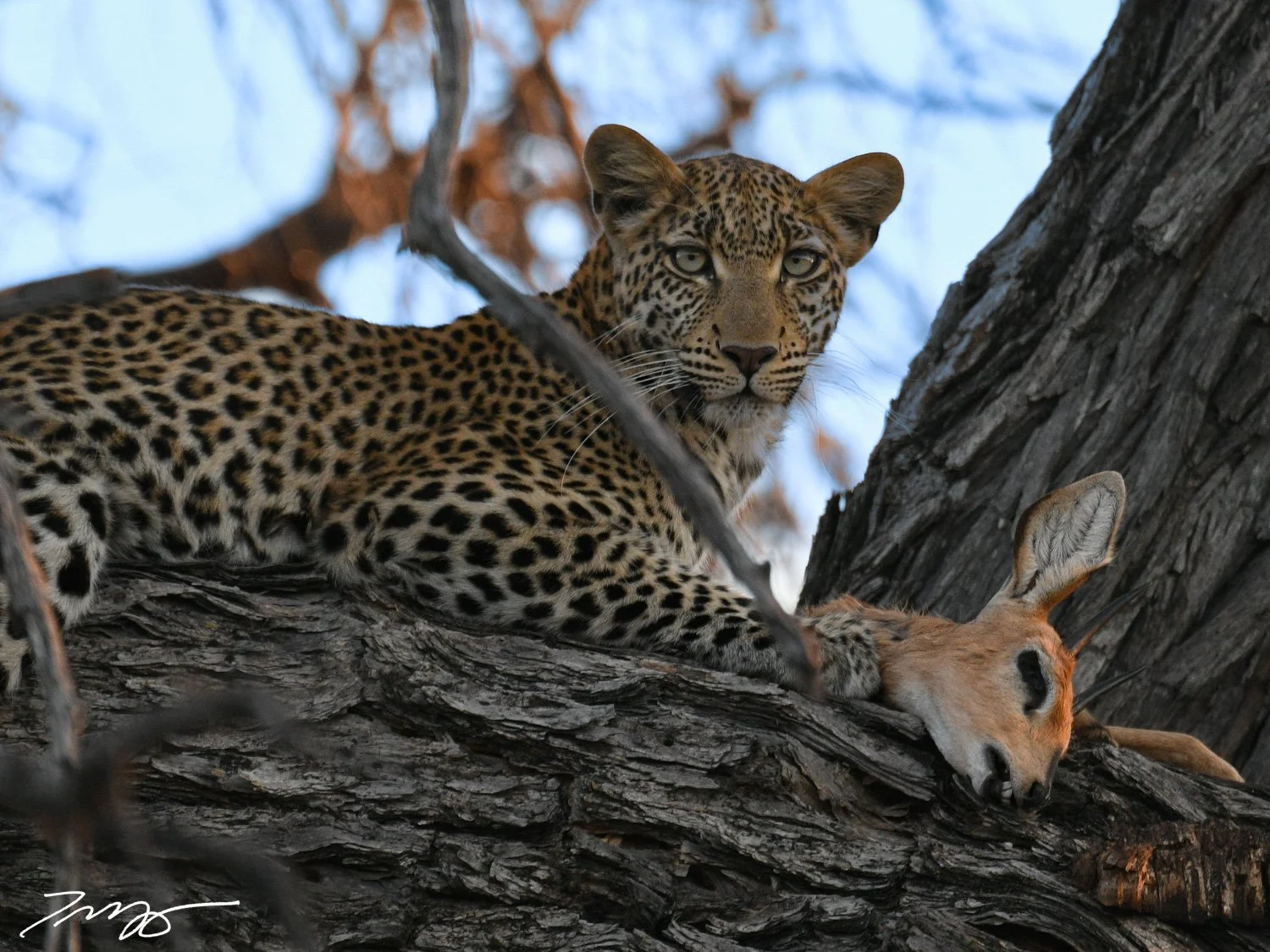 Leopard