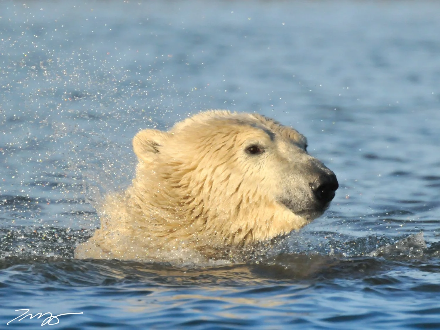 Polar Bear