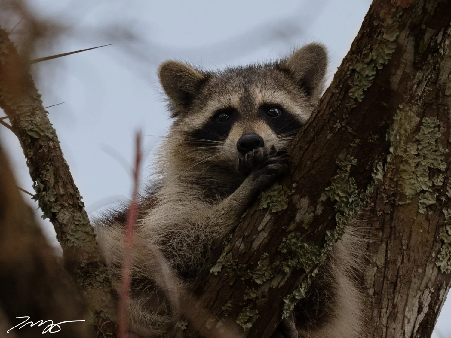 Raccoon