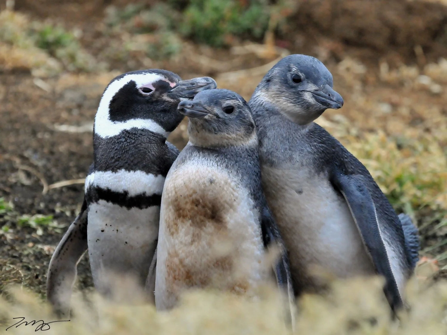Magellanic Penguins