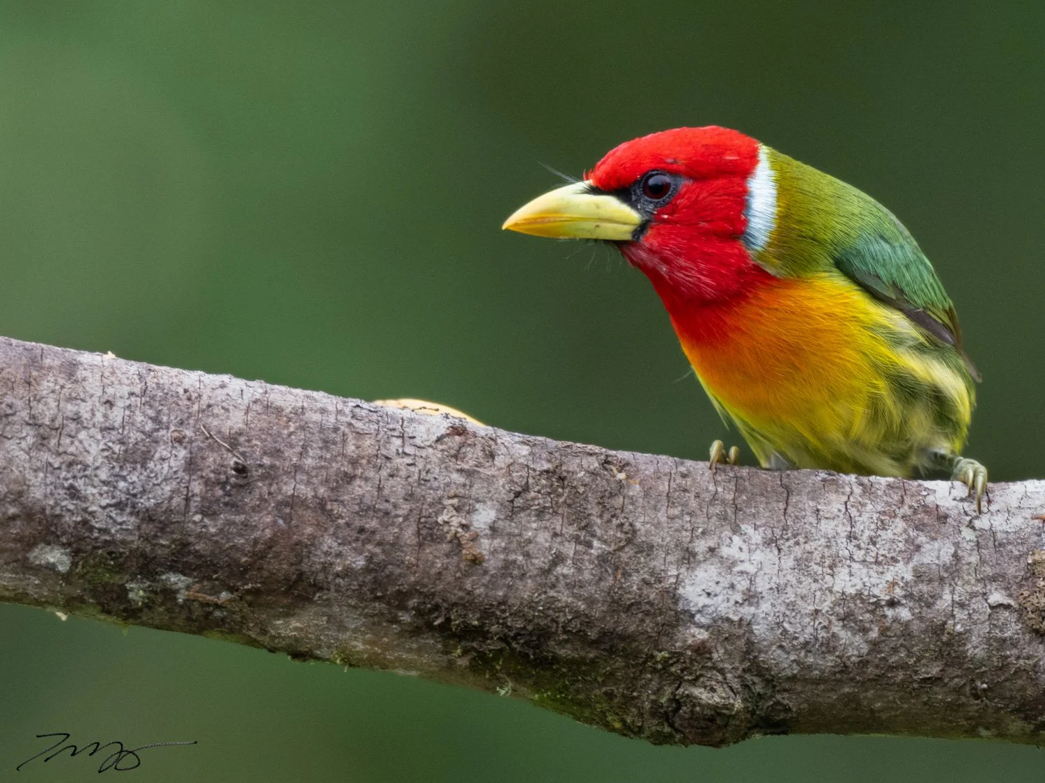 Red-headed Barbet