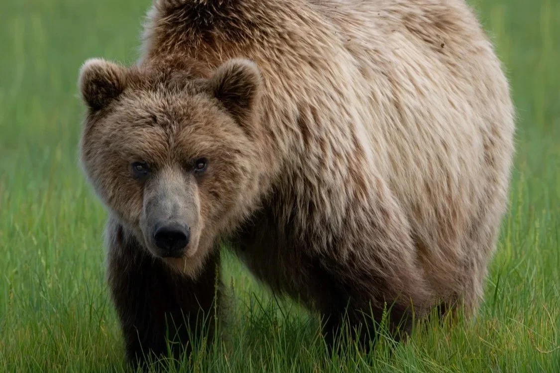 Grizzly Bear