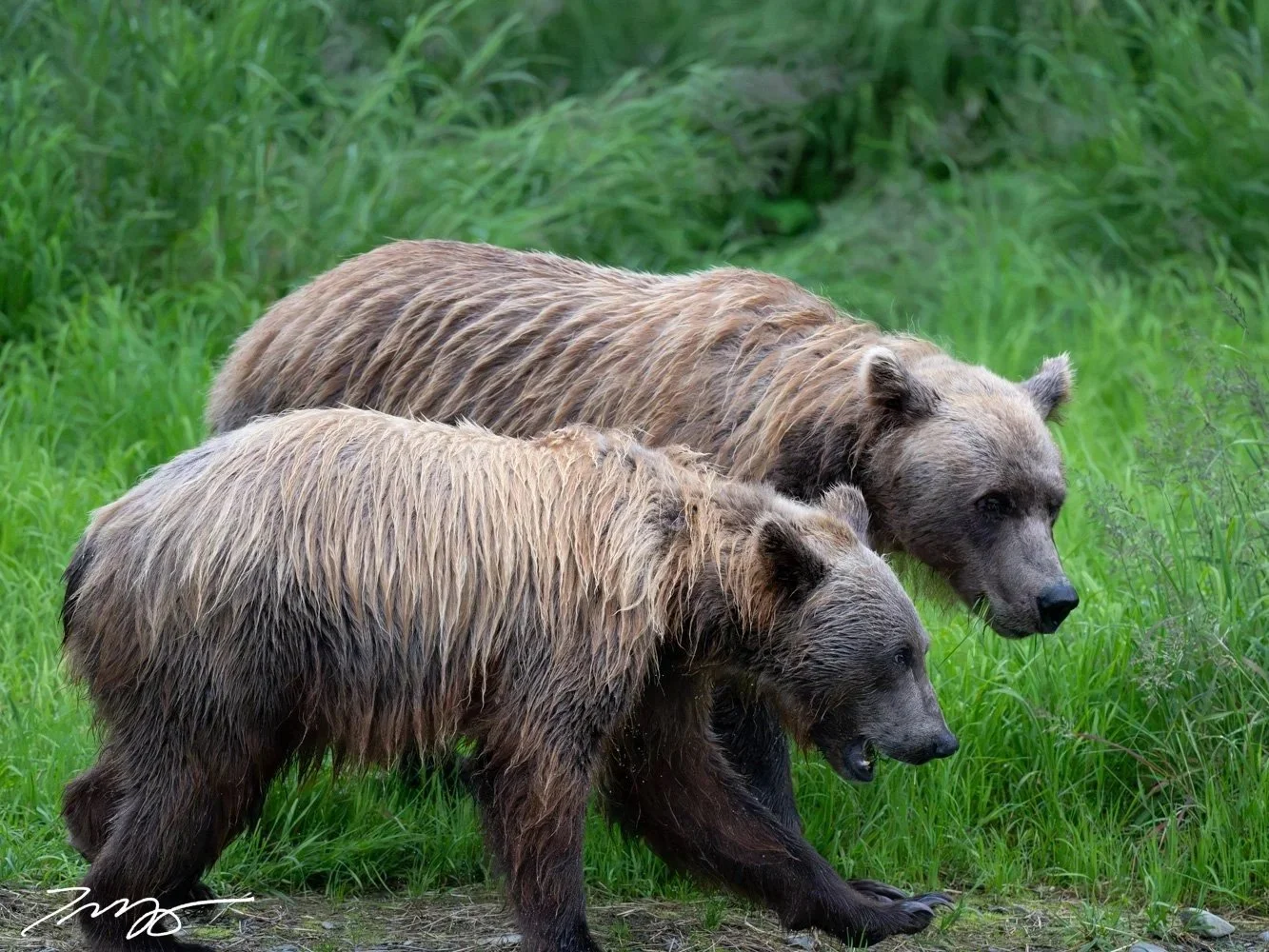 Grizzly Bears