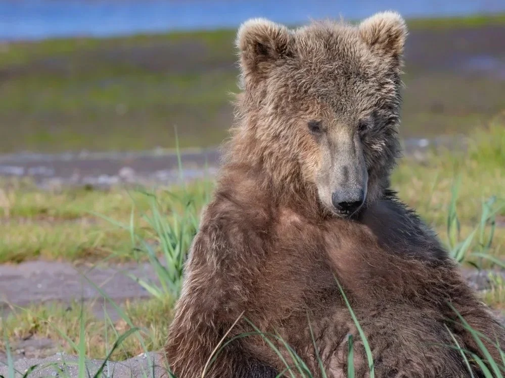 Grizzly Bear