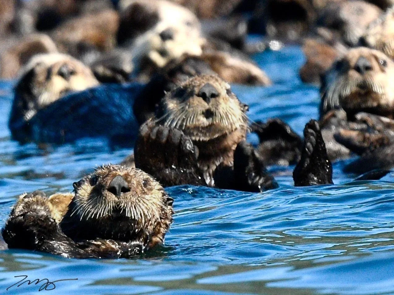 Sea Otters